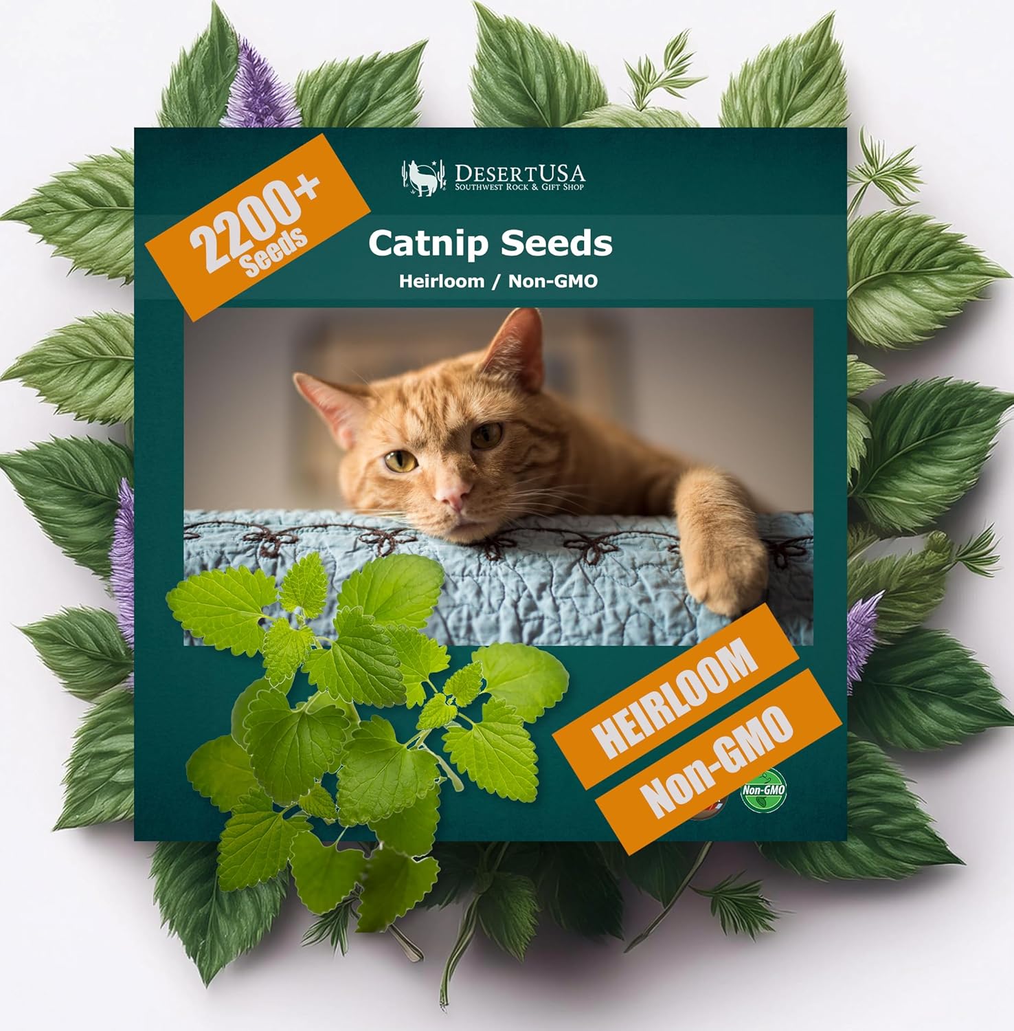 Semillas de hierba gatera – Nepeta cataria para plantar, más de 2200 semillas de hierbas, cultivo en interiores o exteriores, reliquia, sin OMG, a