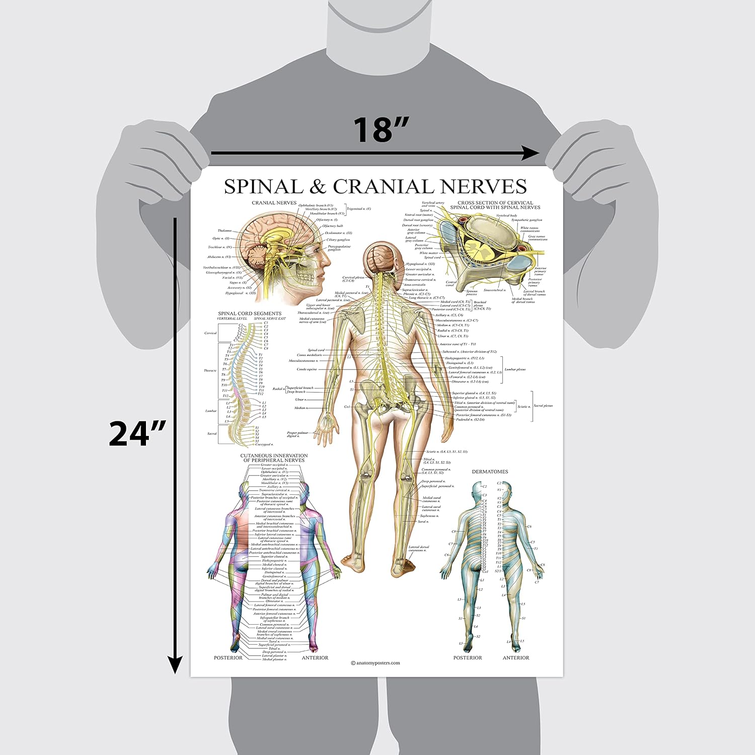 Palace Learning Gráfico anatómico de nervios espinales – Póster de anatomía del sistema nervioso craneal y columna vertebral (con dermatomas)