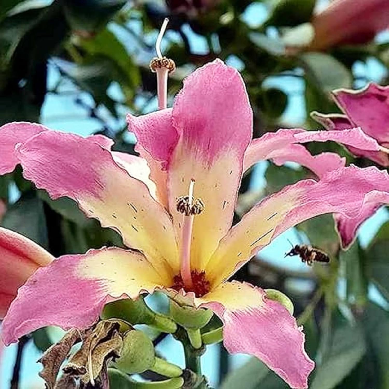 CHUXAY GARDEN Chorisia Speciosa Semillas para plantar hilo de seda Árbol 10 semillas de acento vistoso planta floración Árbol caducifolio llamativa