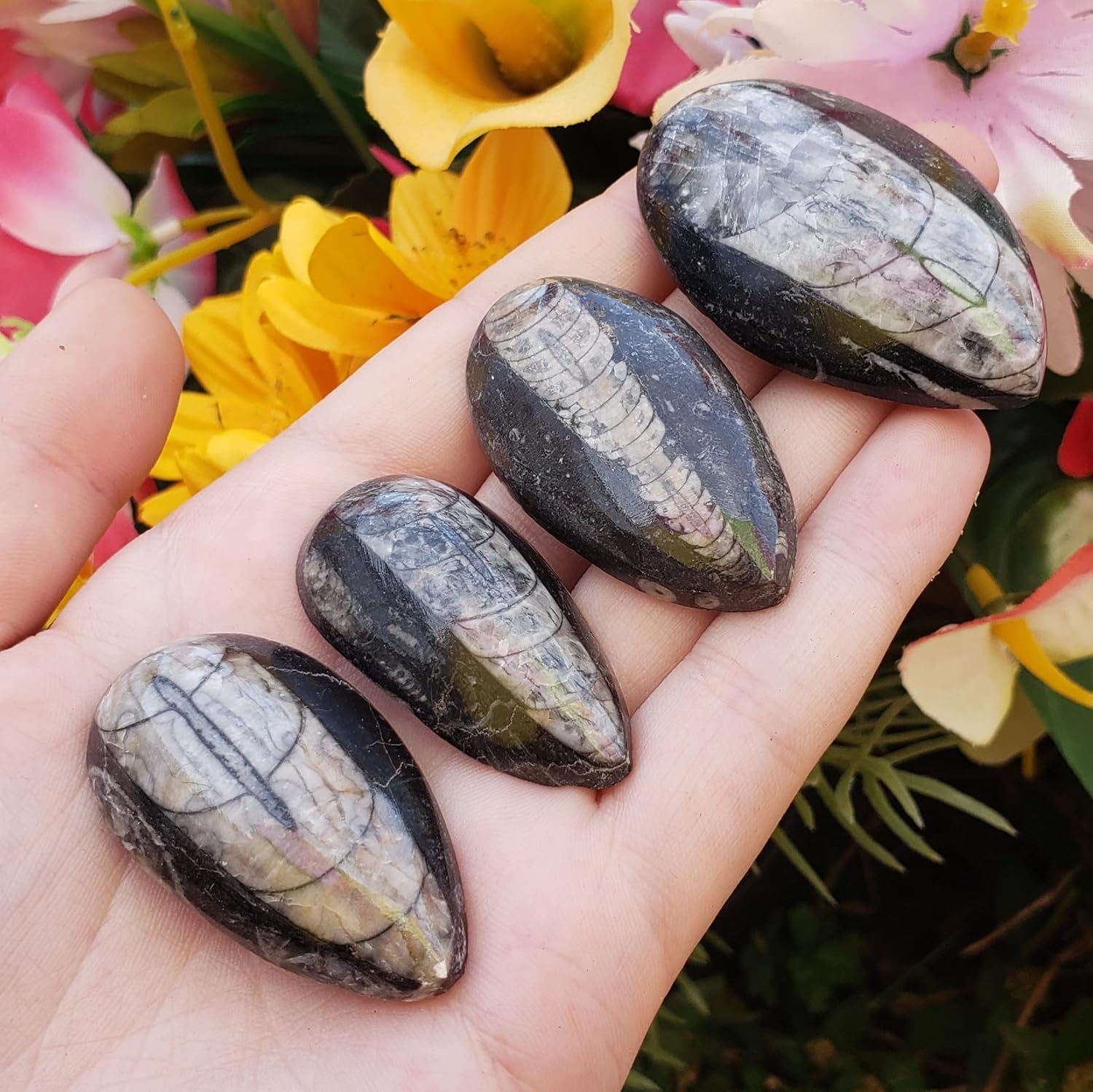 Orthoceras – Espécimen de piedra fósil natural de reiki curativo metafísico de cristal de chakras, juego de 2 piezas, transparente