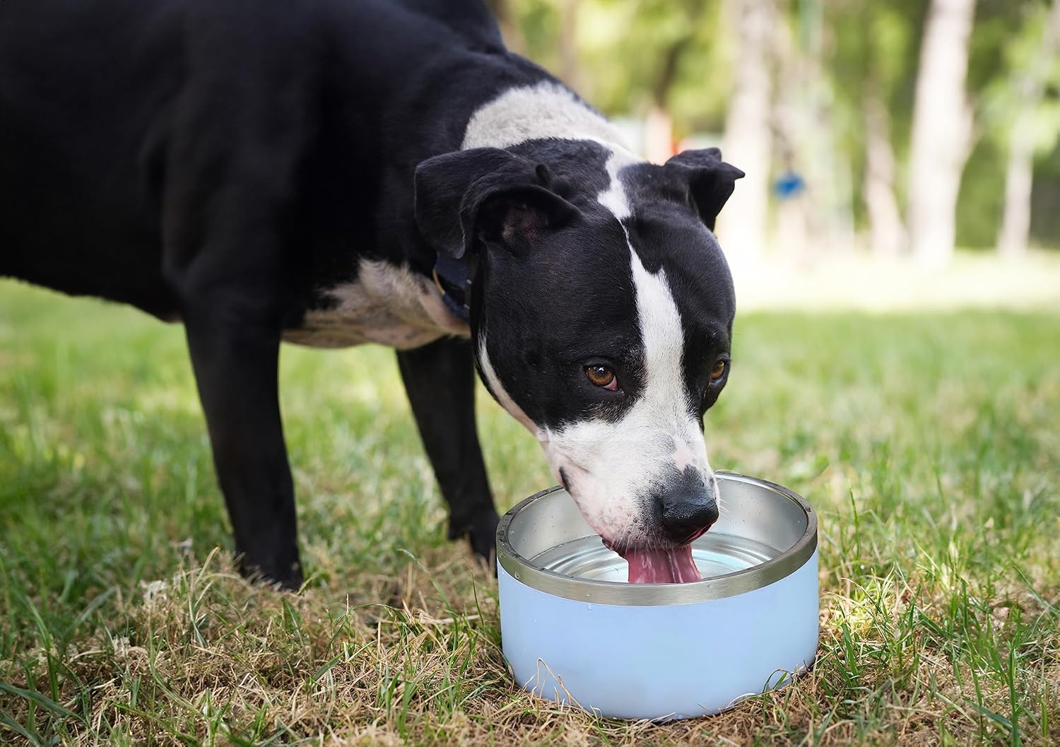 ALPINE Juego de 2 cuencos de acero inoxidable para perros, antideslizantes, de metal para alimentos y agua, aislamiento de doble pared, a prueba de