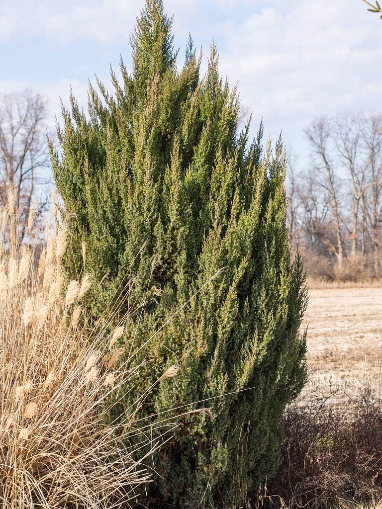 Enebro griego espinoso – 3 árboles vivos – Juniperus Chinensis