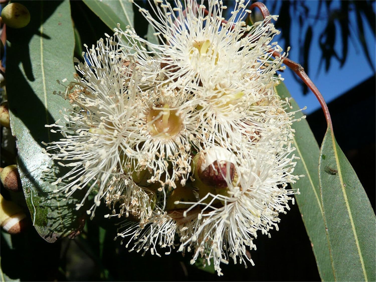 Semillas de árbol de plantas raras más de 300 semillas de goma con aroma a limón (Eucalyptus citriodora)