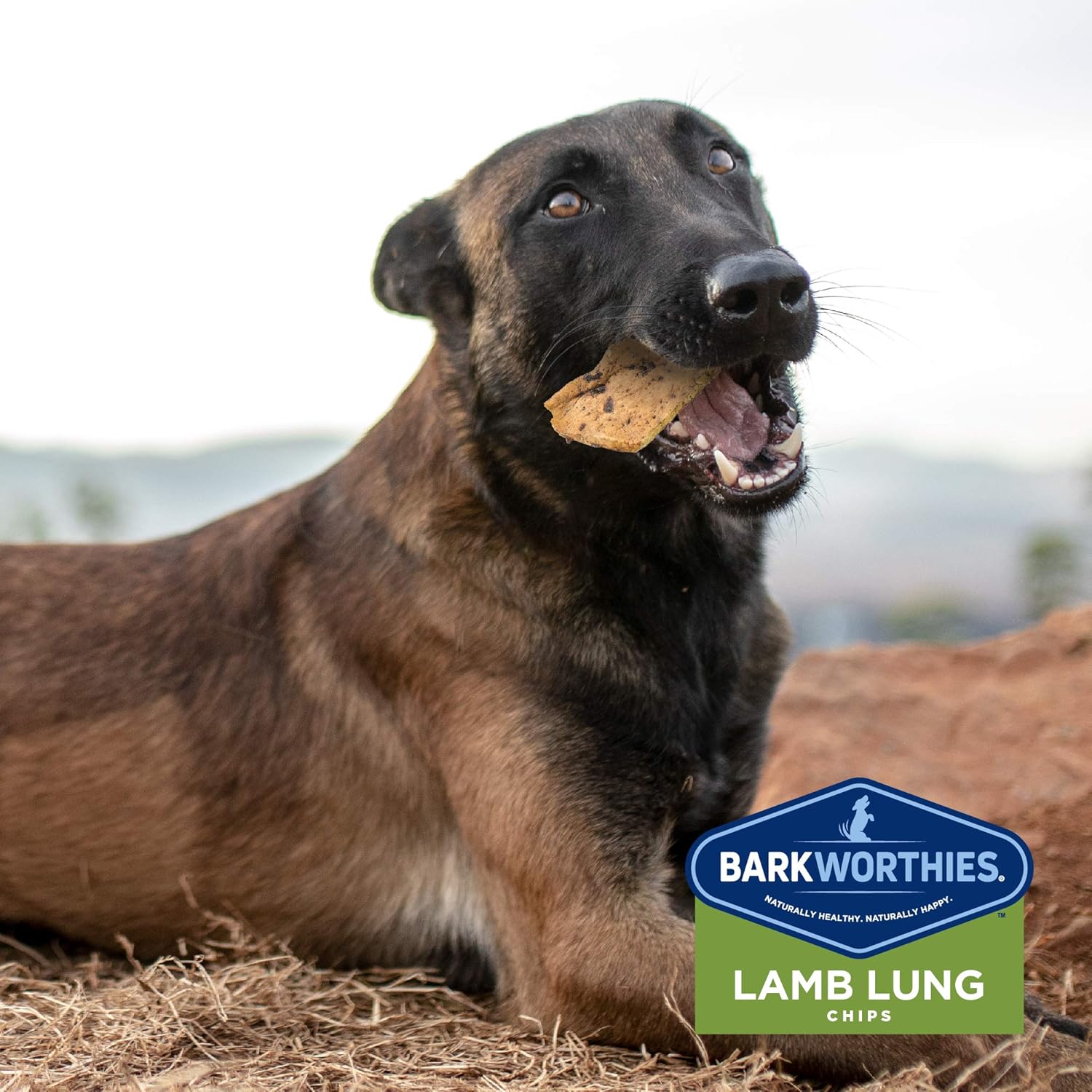 Barkworthies Lamb Lung Chip Chews (bolsa de 12 onzas)  Golosinas para perros totalmente naturales y altamente digeribles  Promueve la salud dental
