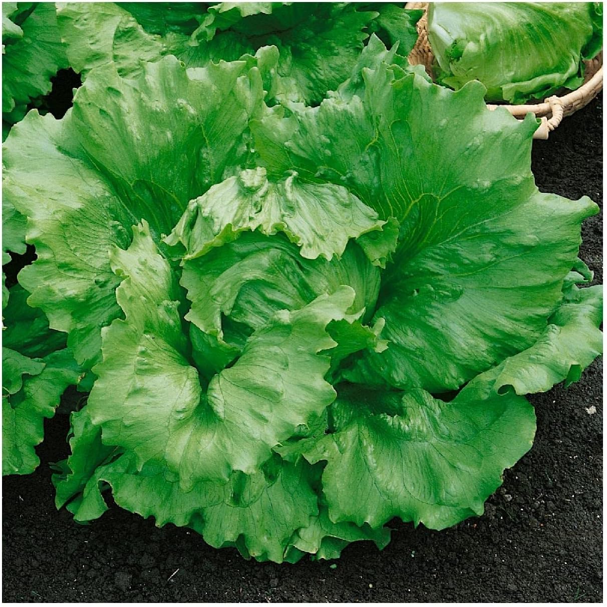 Everwilde Farms – 500 semillas de lechuga orgánica Arianna Butterhead – Paquete Gold Vault