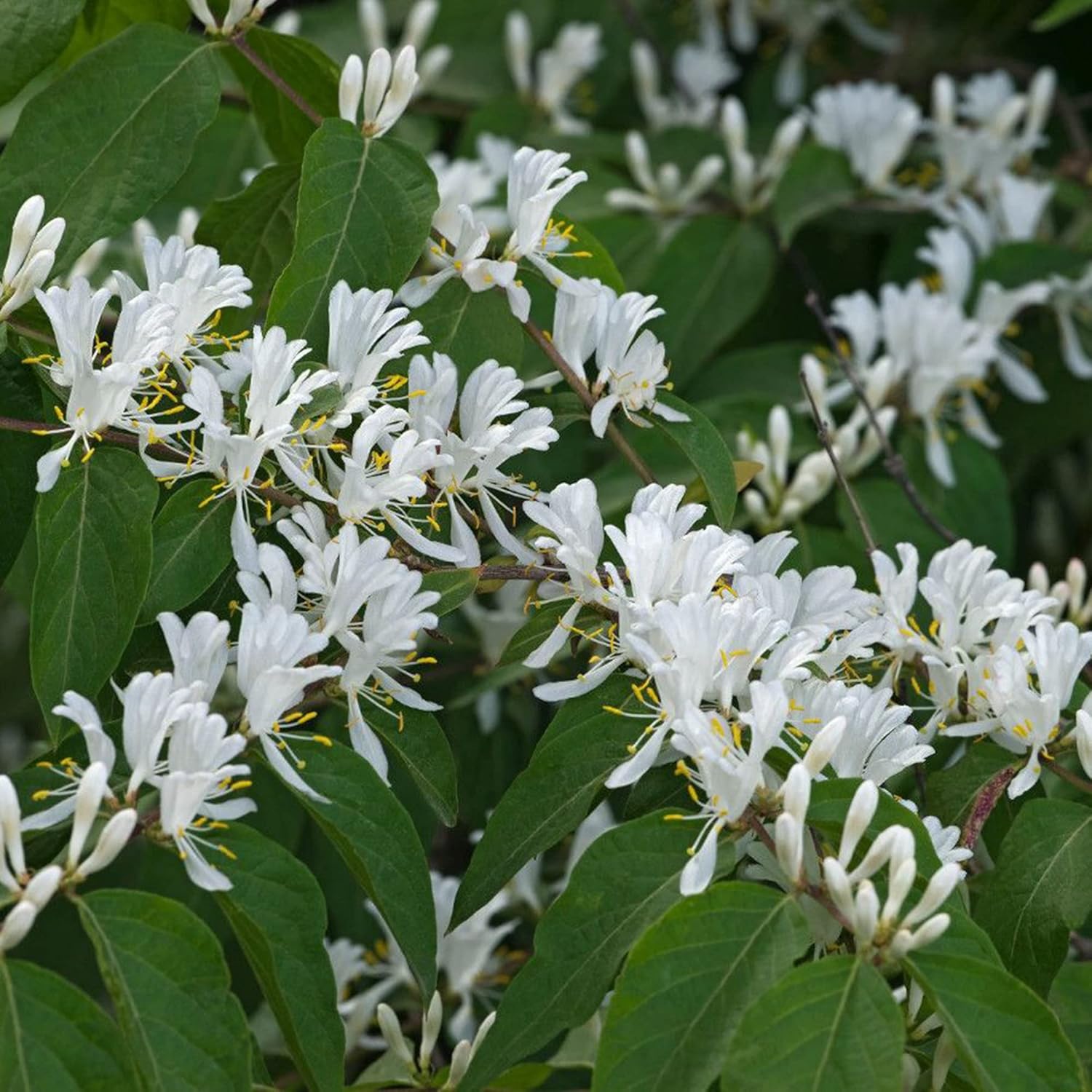 YEGAOL Garden – Semillas de madreselva de arbusto enano Diervilla Lonicera pequeñas, de hoja caduca, atraen abejas y mariposas tolerantes a la