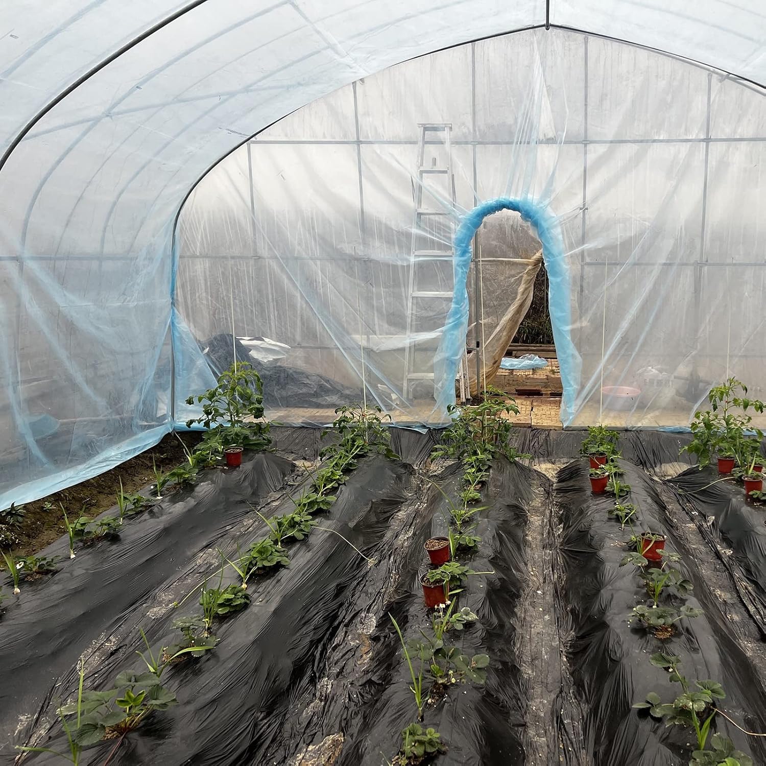 Película de plástico para invernadero, cubierta de planta de suministro de aro para jardinería, agricultura, agricultura, fácil de instalar, láminas