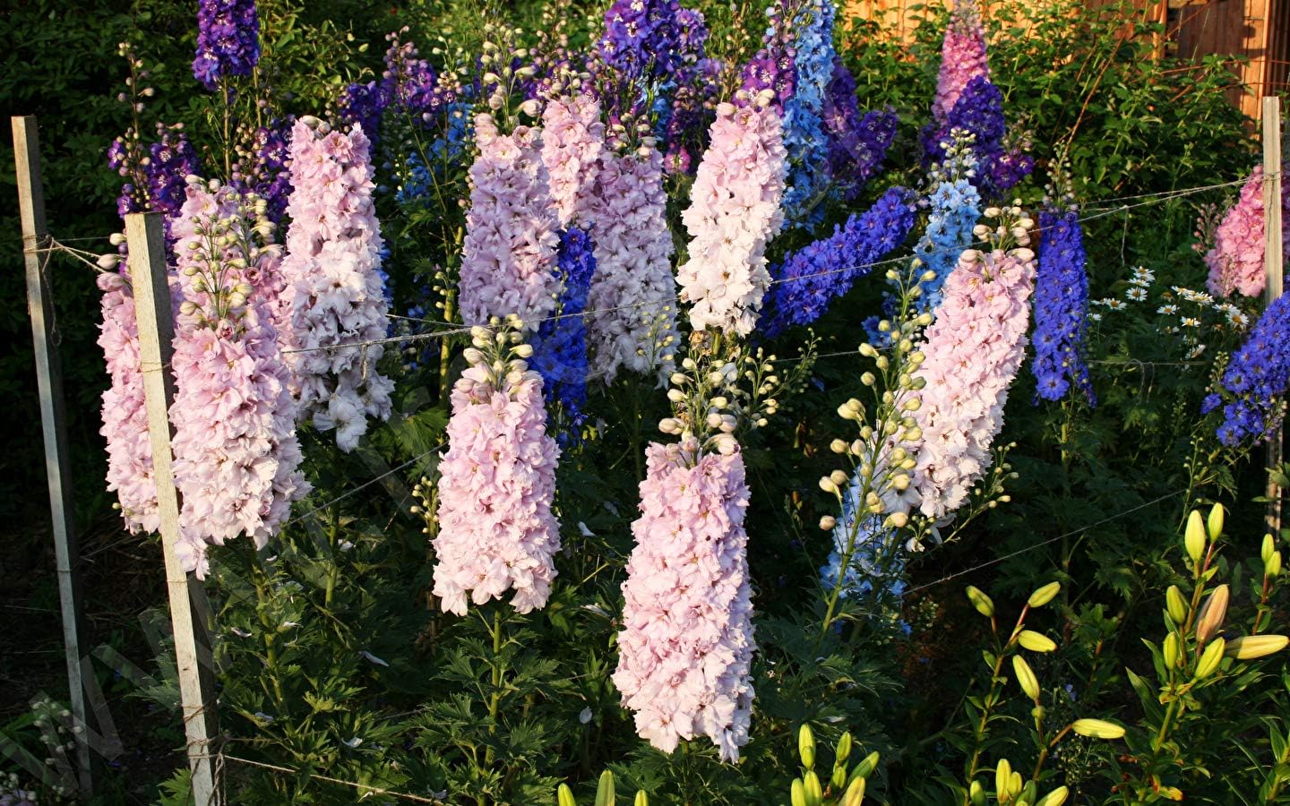 Seeds4planting – Semillas Delphinium Giant Tall Mix – Orgánico