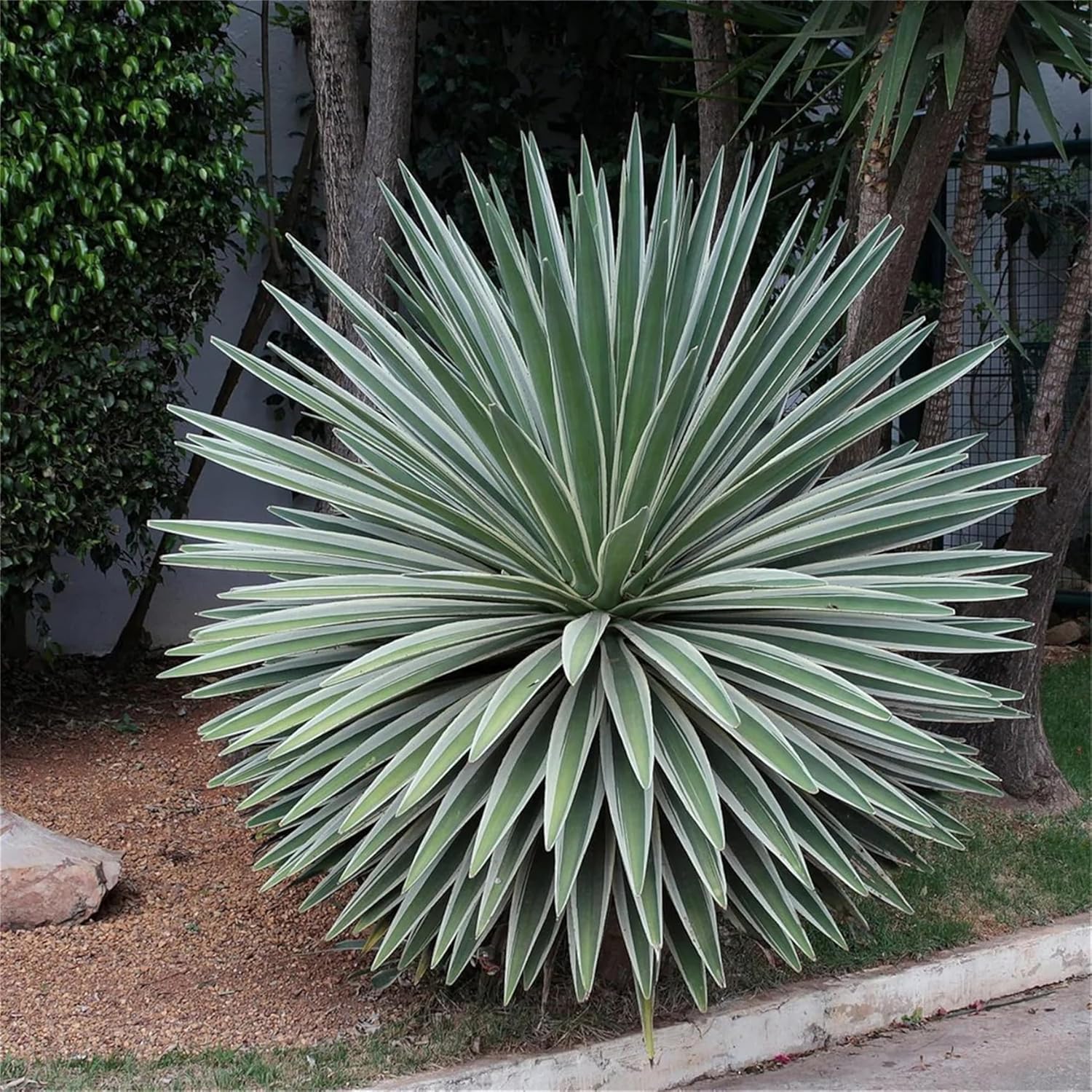 Semillas de árbol de plantas raras Agave Angustifolia Marginata 30 Semillas  Cactus abigarrado resistente Suculenta