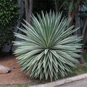 Semillas de árbol de plantas raras Agave Angustifolia Marginata 30 Semillas  Cactus abigarrado resistente Suculenta Semillas de árbol de plantas raras Agave Angustifolia Marginata 30 Semillas  Cactus abigarrado resistente Suculenta
