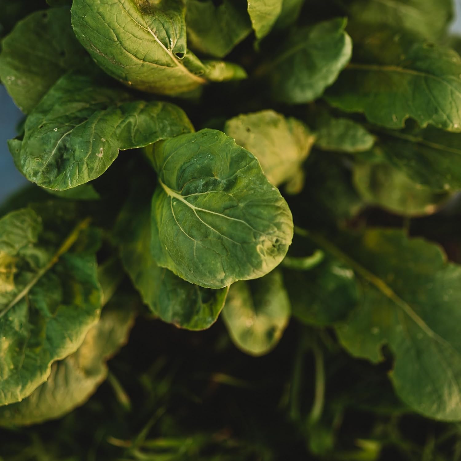 Komatsuna Tendergreen – Mostaza de espinaca  500 semillas  Variedad de reliquia, semillas de vegetales sin OMG para plantar al aire libre en el