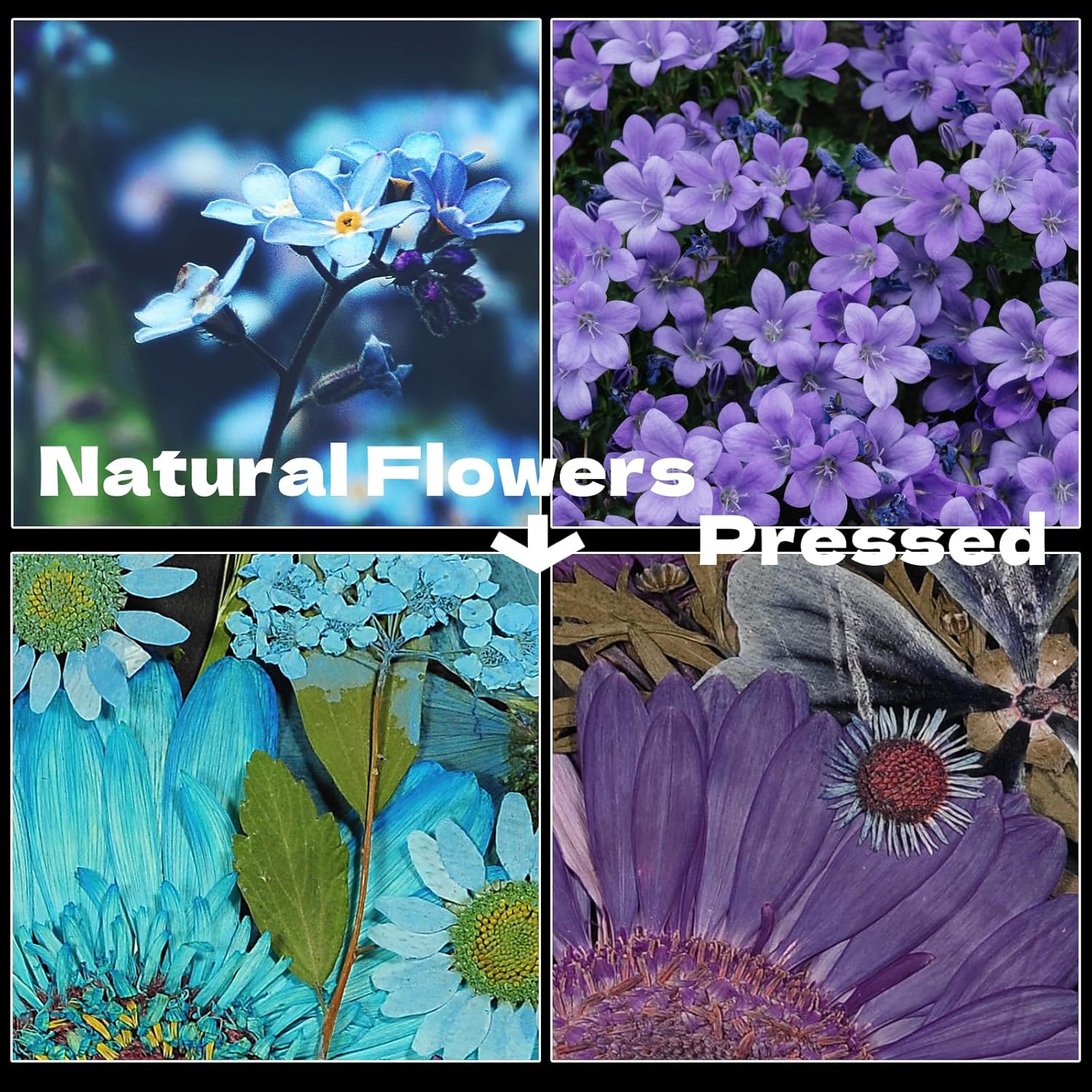CONVELIFE Flores secas, 40 piezas de flores secas prensadas naturales y hojas, flores prensadas con pinzas para álbumes de recortes, manualidades,