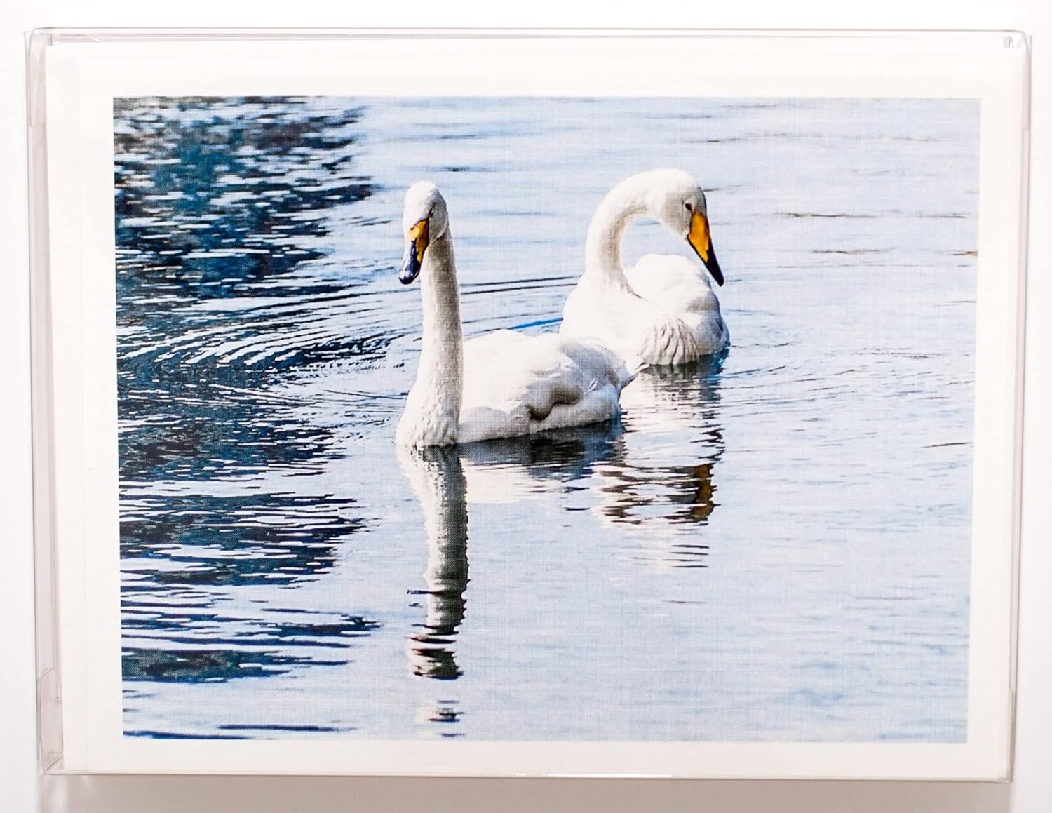 Tarjetas de notas texturizadas para fotografía de pájaros, sobres a juego, juego en caja (4.25 x 5.50 pulgadas), interior en blanco, fabricado en