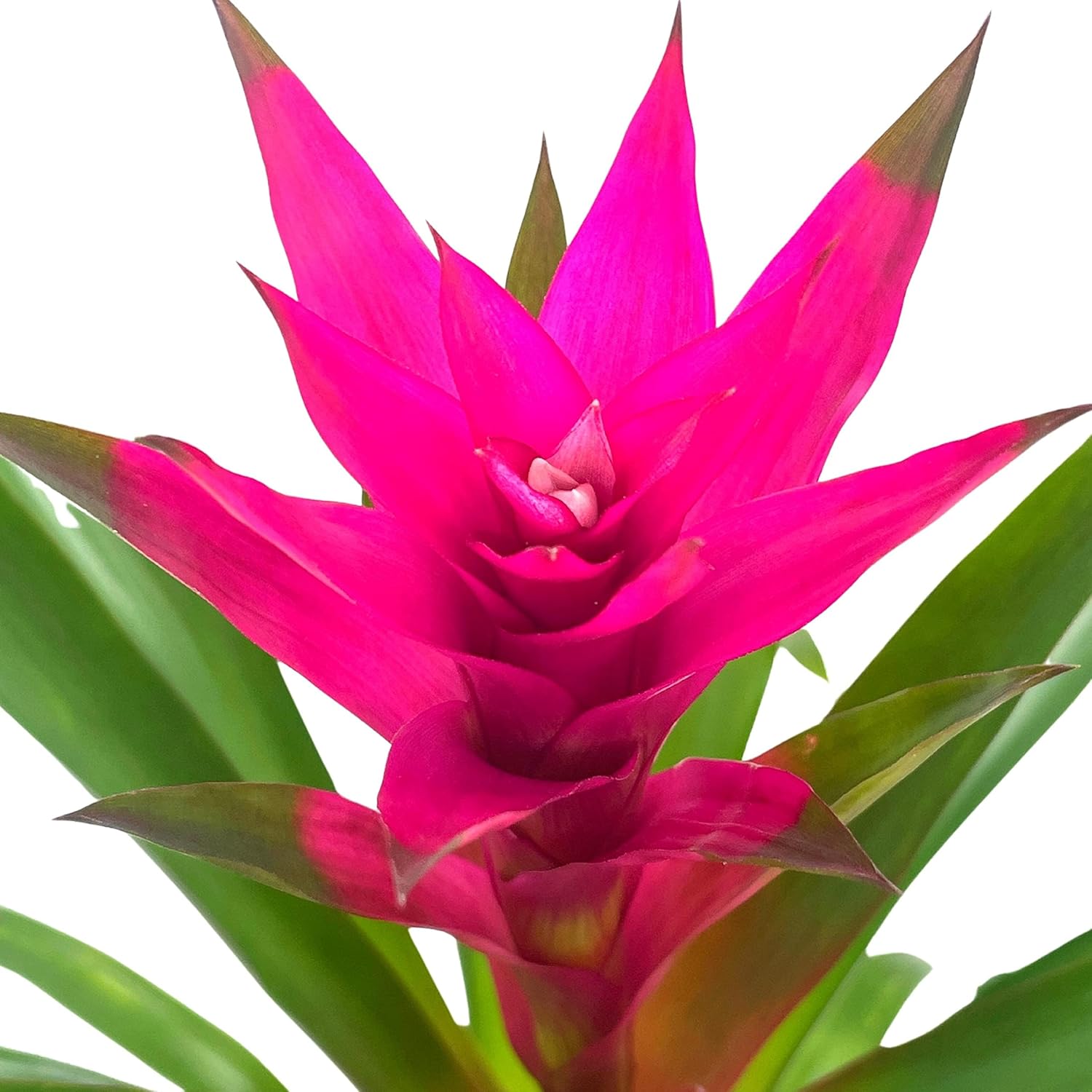 BubbleBlooms Bromelia púrpura en maceta de 4 pulgadas Guzmania monostachia West Indian Tufted Airplant
