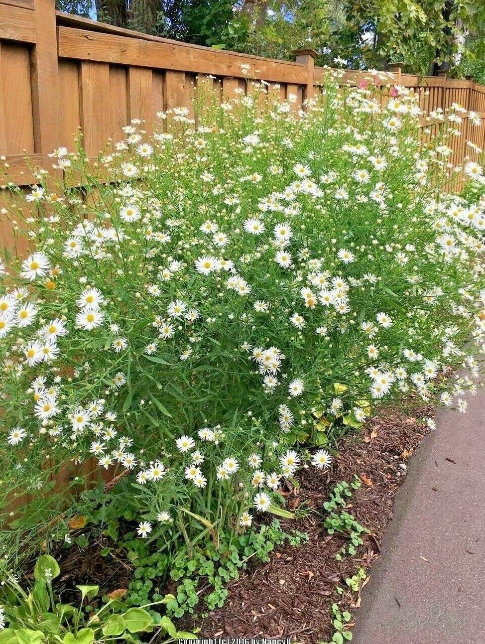 200 Semillas Falsas Aster Semillas MojadasSeas Suelos Pobres Flores de Otoño Jocdw (Semillas)