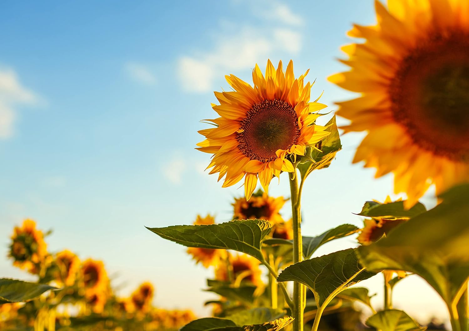 Granos de semillas de girasol tostados en seco, 1 libra, sin sal, asados al horno, sin aceite añadido, sin cáscara, vegano, kosher, keto, a granel.