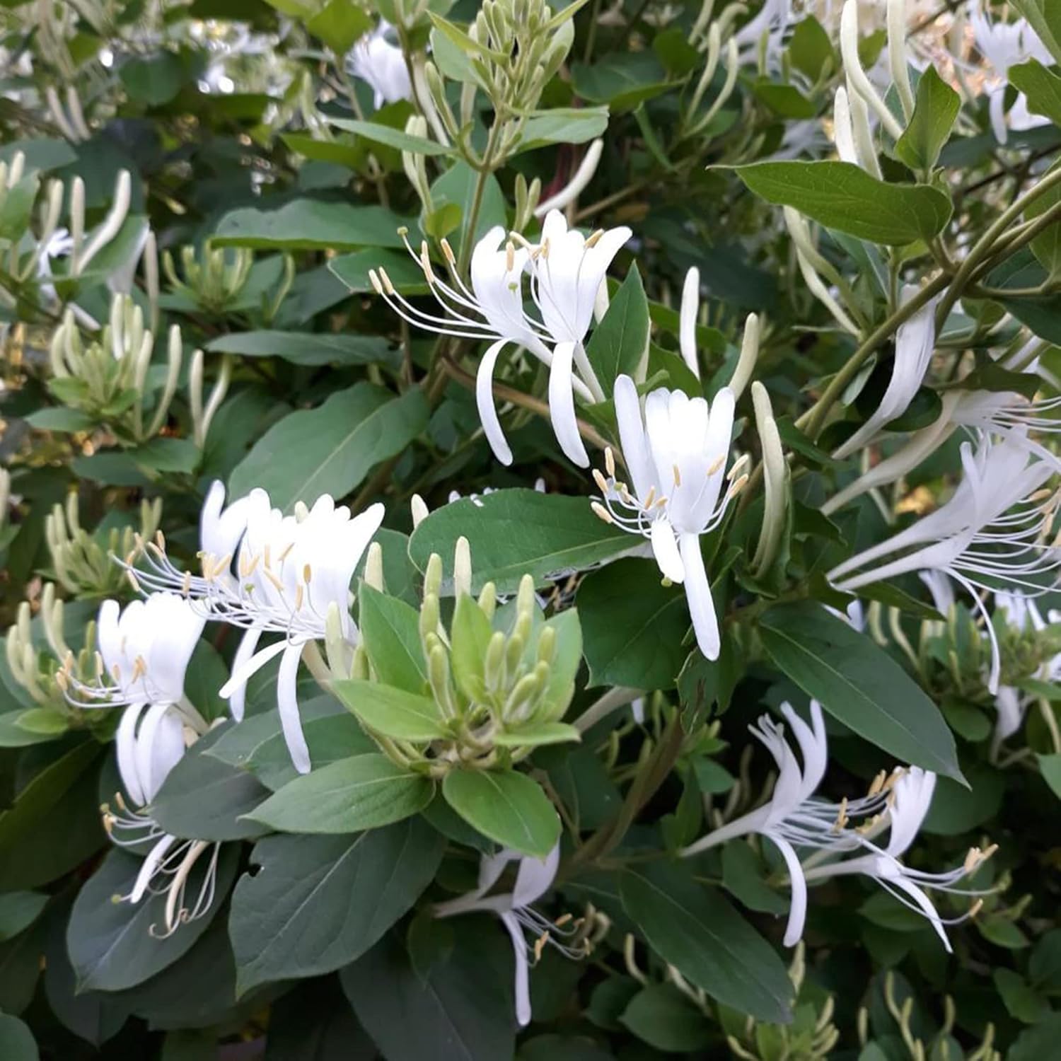 YEGAOL Garden – Semillas de madreselva de arbusto enano Diervilla Lonicera pequeñas, de hoja caduca, atraen abejas y mariposas tolerantes a la