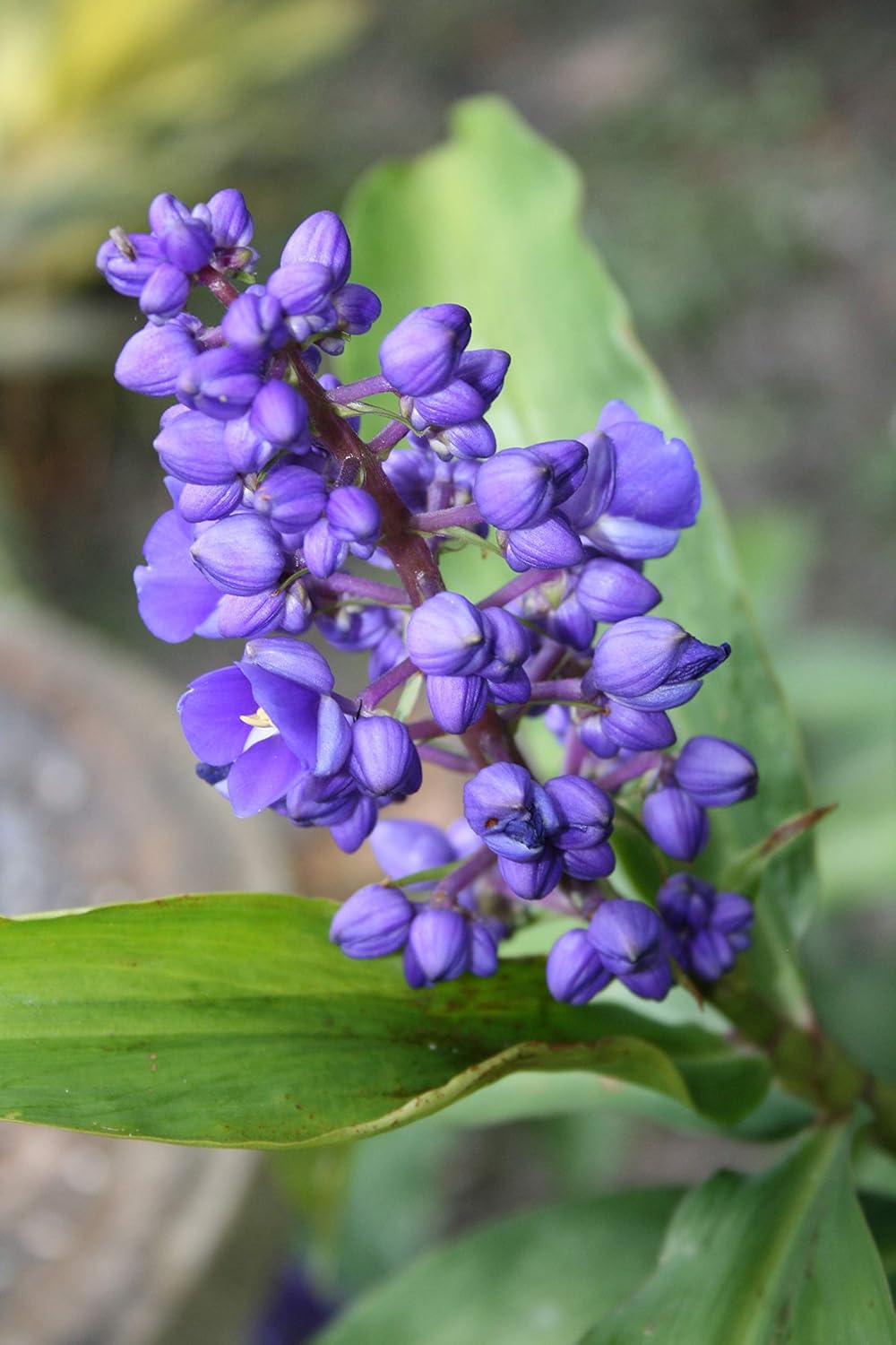 Blue Hawaiian Ginger plant Root