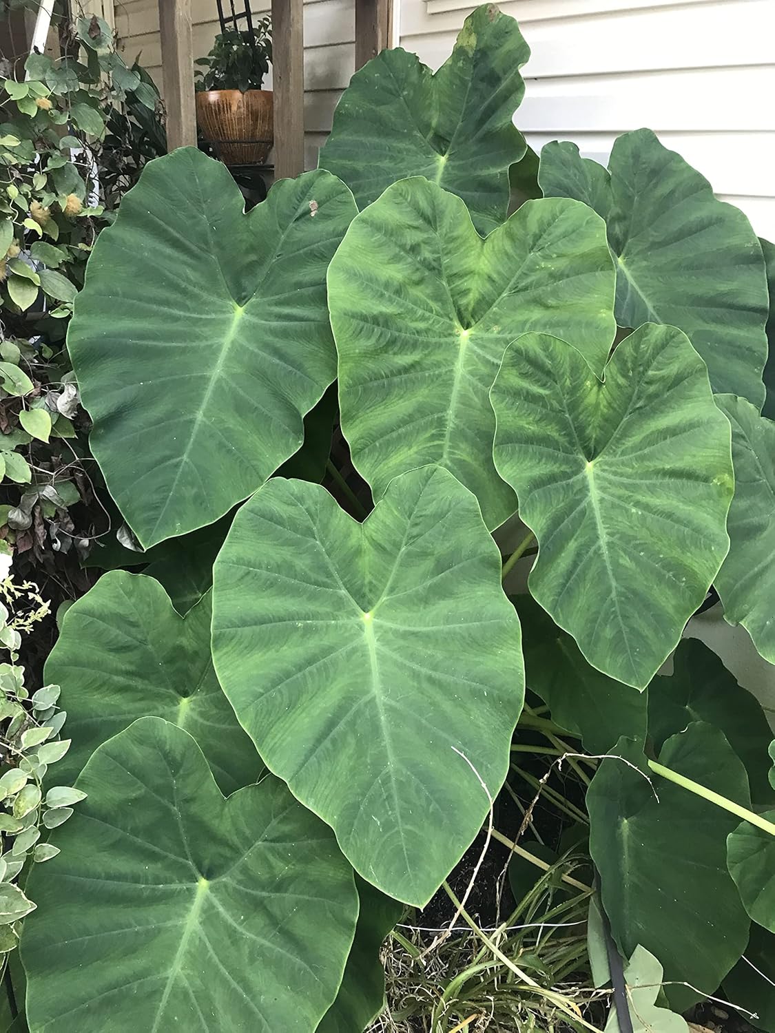 15 bulbos de taro de oreja de elefante verde (Colocasia Esculenta) por Greenhouse PCA