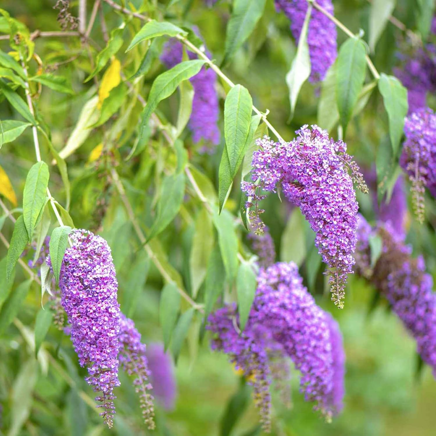 YEGAOL Garden – Semillas de arbusto de mariposa morada Buddleia Davidii, fragantes, de rápido crecimiento, arbusto caducifolio, atrae mariposas,