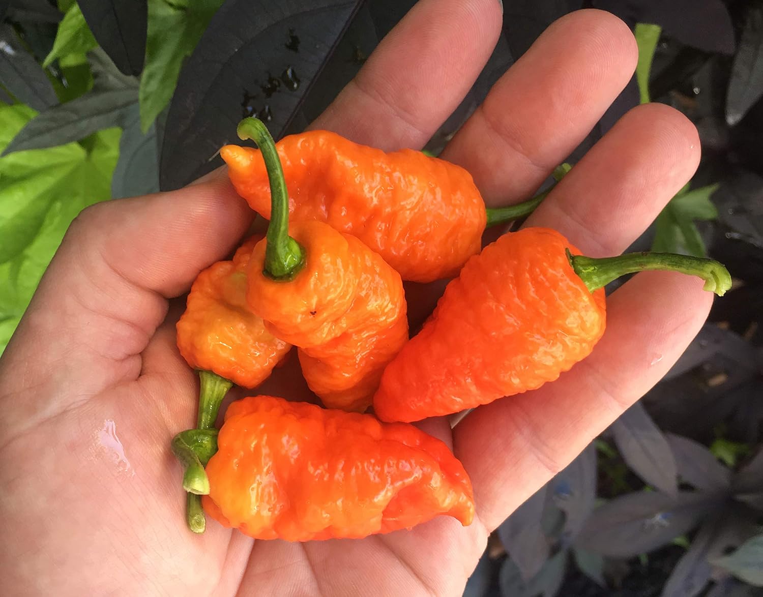 Death Spiral Ultra Hot Pepper Premium Paquete de semillas posiblemente el más caliente del mundo