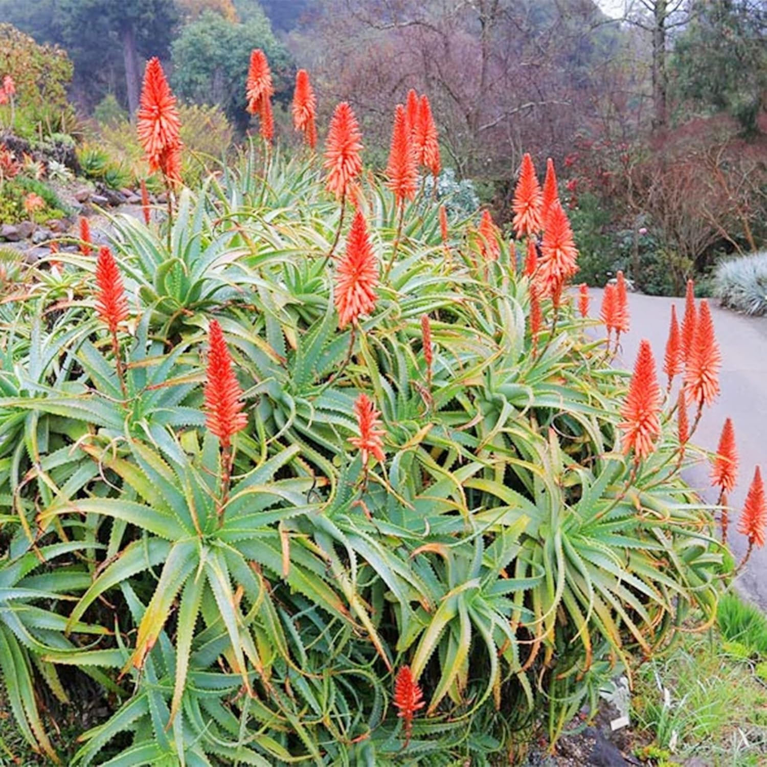 QAUZUY GARDEN Semillas de aloe vera mezcladas con 100 semillas de plantas suculentas exóticas perennes, llamativa planta suculenta fragante, bajo