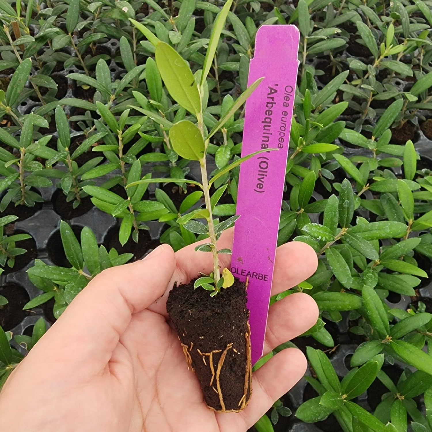 Juego de 4 plantas vivas de olivo “Arbequina”.
