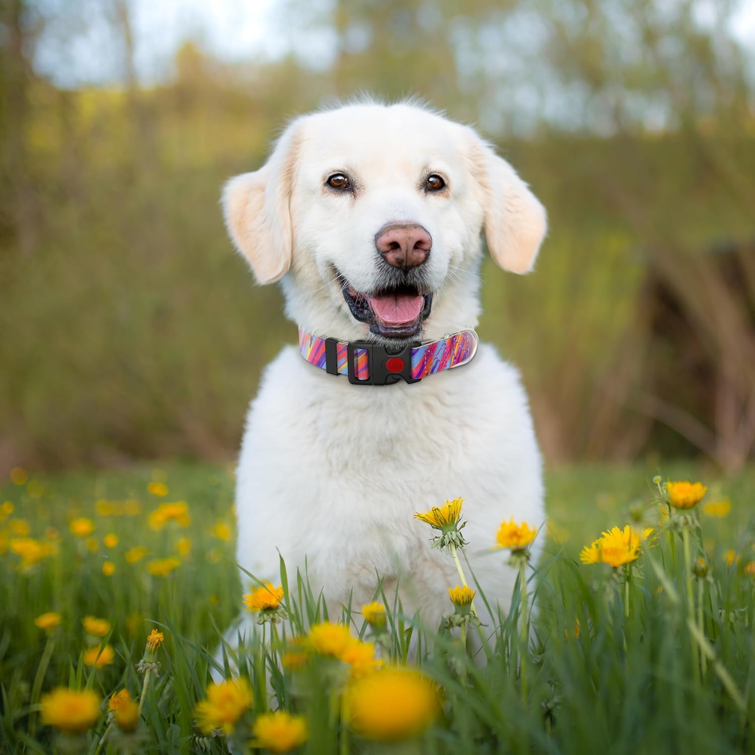 Collar de perro con patrones especiales para perros grandes, hembras y machos, collar para cachorros extra pequeños y medianos, collares suaves y