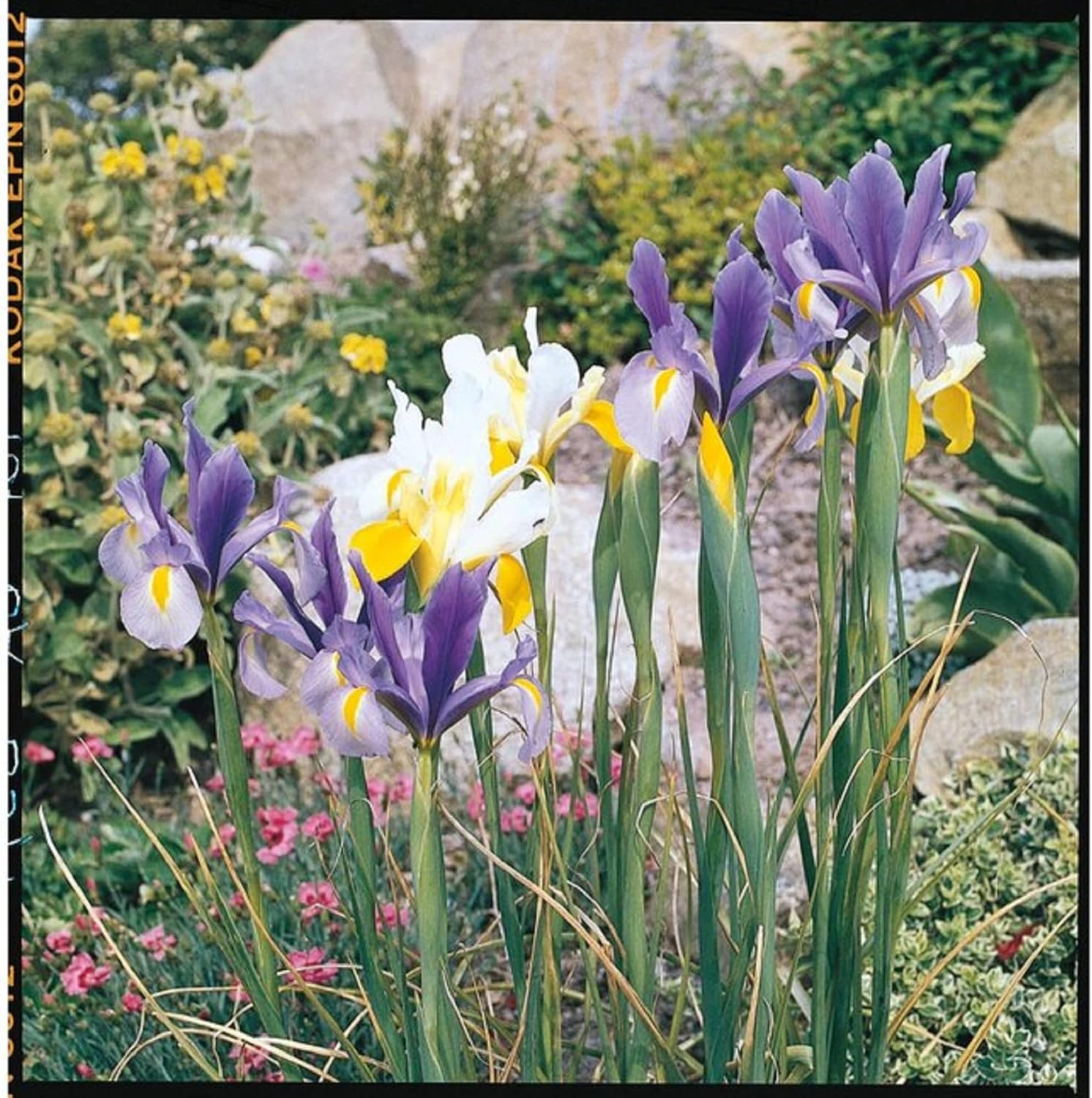 CHUXAY GARDEN Mix Iris Hollandica, semillas de iris holandés, flor de lis, 25 semillas de flores blancas, amarillas, azules, encantadoras, plantas