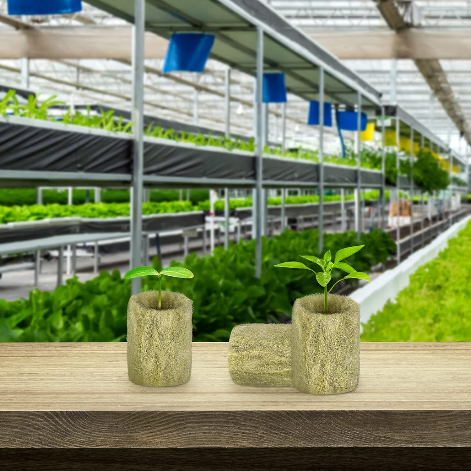 Cabilock Enchufes de inicio, 20 Uds. Enchufes rápidos para rooter, macro, suministros de jardinería, medios de planta, tapones redondos hidropónicos