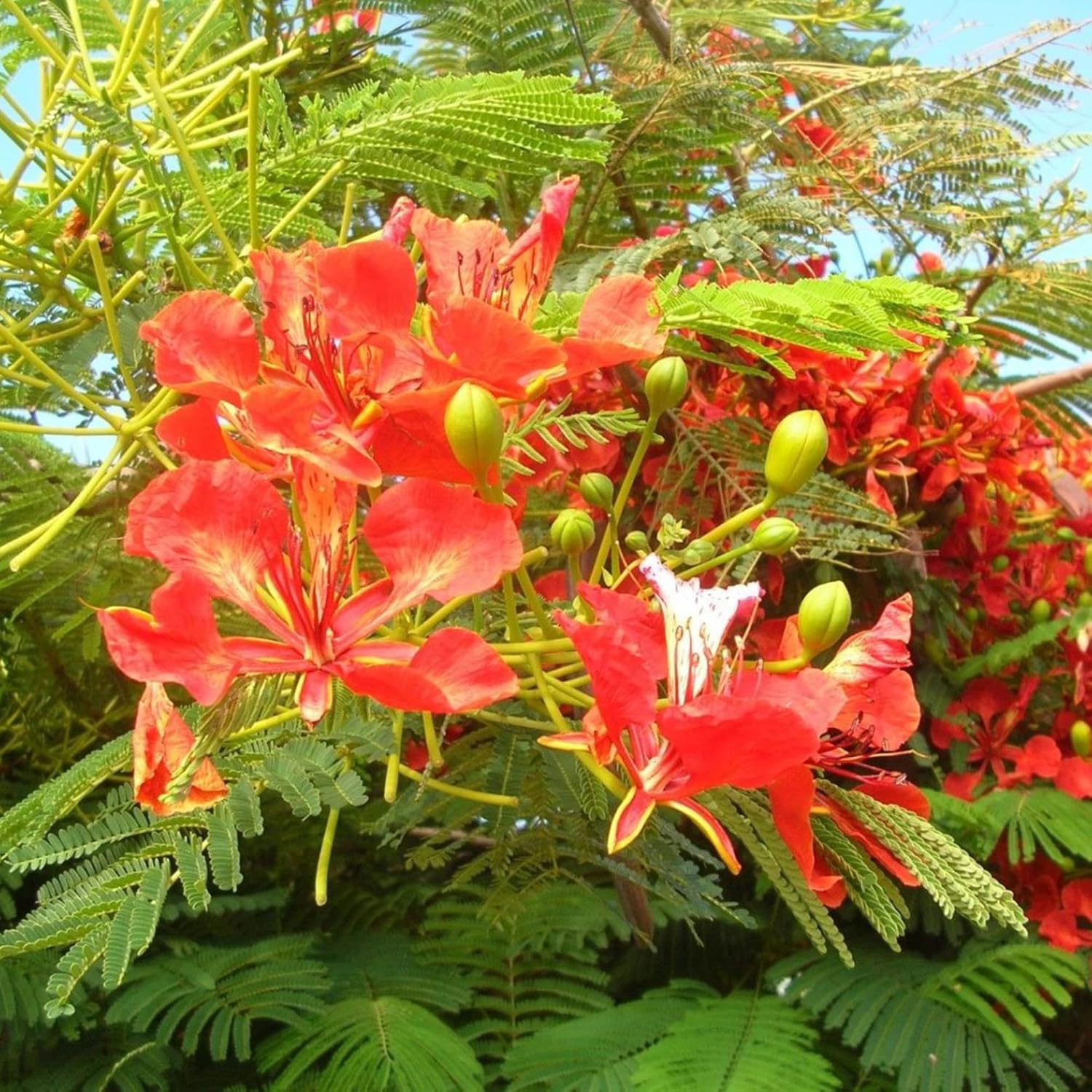 YEGAOL Garden – Semillas Royal Poinciana Delonix Regia, extravagante de bajo mantenimiento, árbol de floración tropical, vistosos parques de hoja