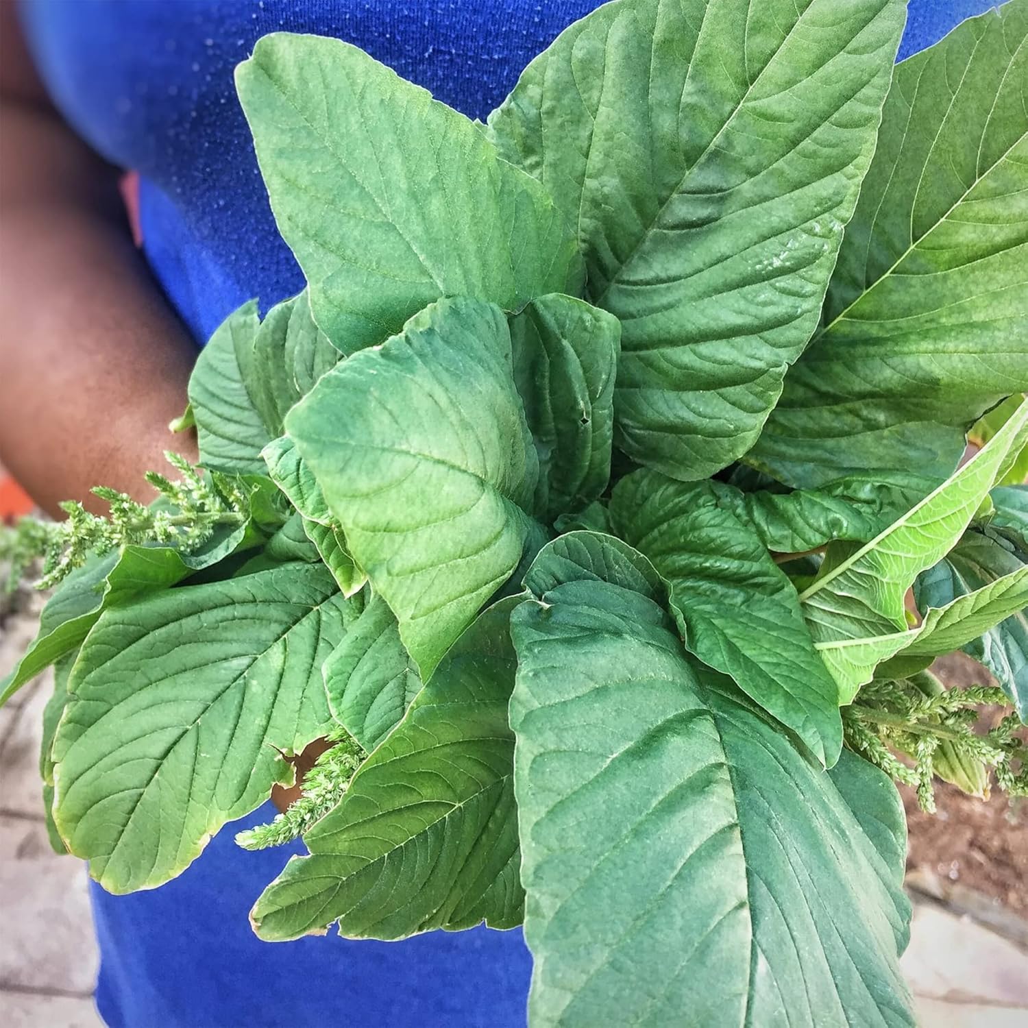 QAUZUY GARDEN 100 semillas de espinaca caribeña de Callaloo (Amaranthus) de primera calidad, semillas vegetales tradicionales sin OMG, nutritivas,