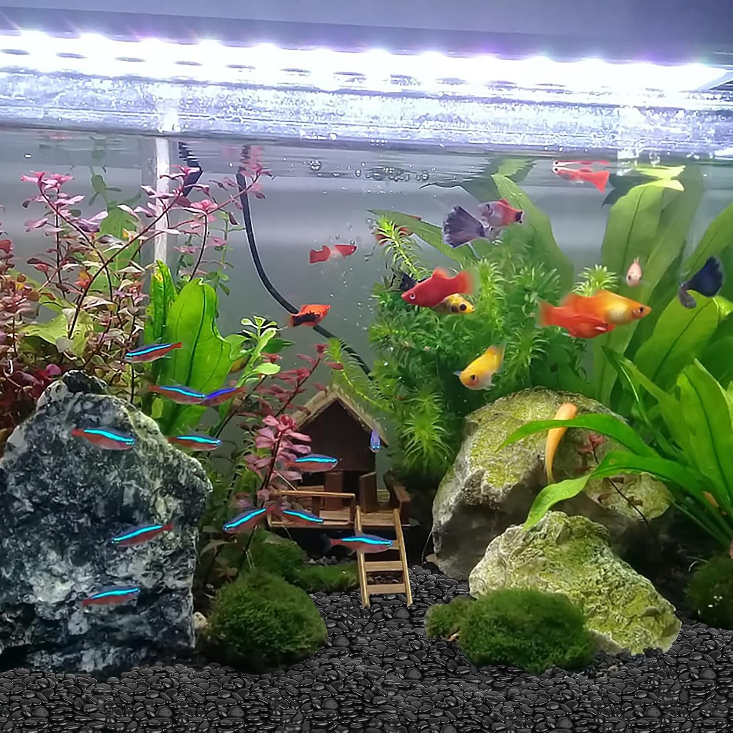 WHANLEY L&Q Rocas negras de río de 2 libras (1.5  2.5 pulgadas), rocas negras para plantas, rocas de río negro, piedras decorativas, grava de