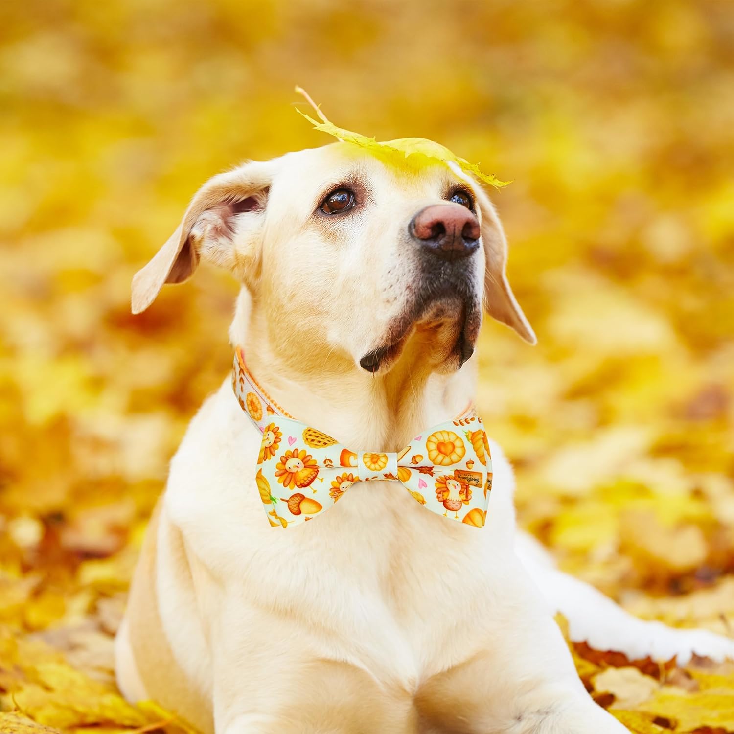 Corbatín de calabaza para perro con collar, pavo de Acción de Gracias y collar de cosecha para niños y niñas, cachorros grandes y medianos (pavo de
