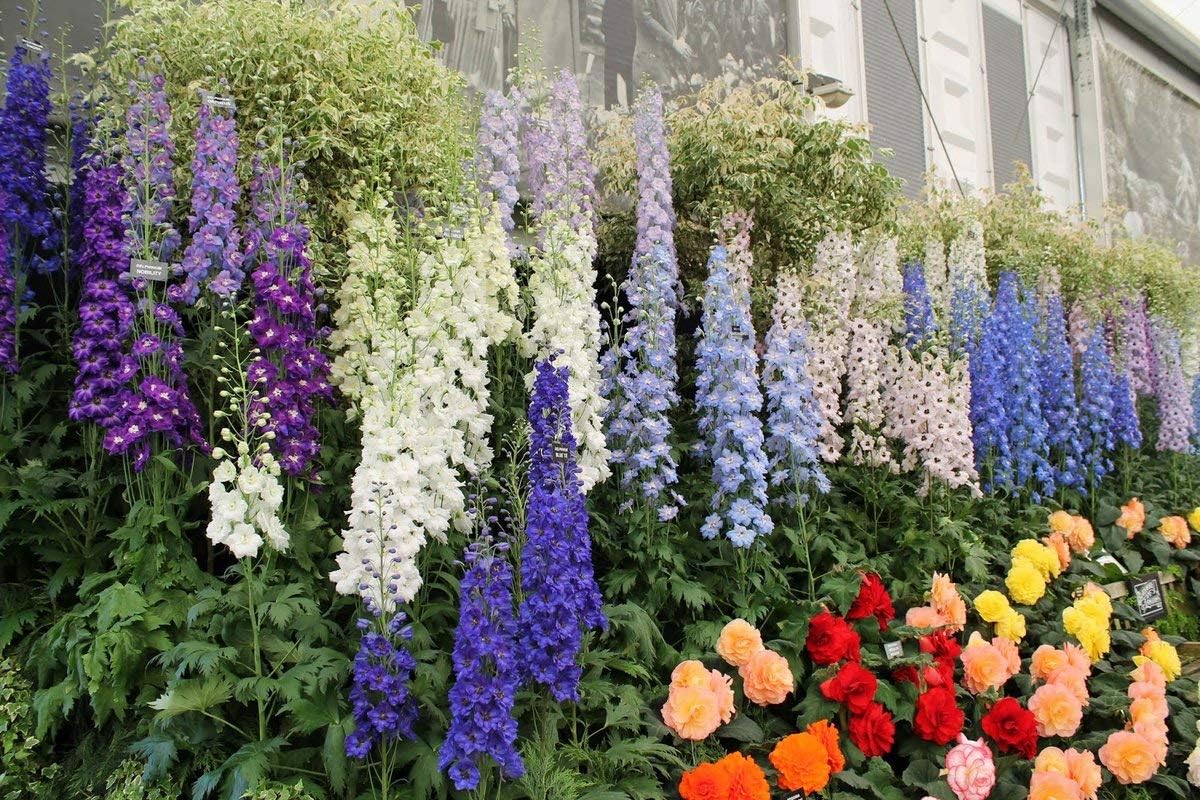 Semillas Rocket Larkspur Delphinium Giant High Tall Mix Anual Flores cortadas al aire libre para plantar sin OMG