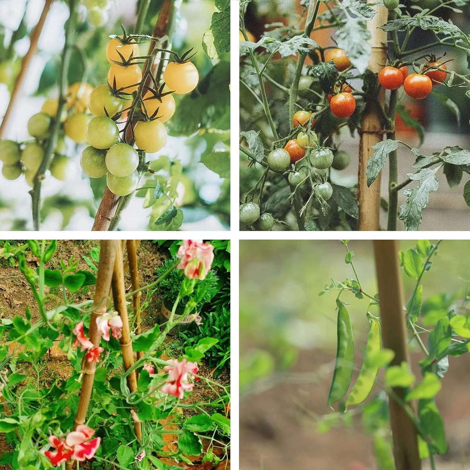 COLOtime Estacas de bambú de 3 pies para plantas trepadoras de interior y exterior, palos de soporte para tomates, berenjenas, frijoles, paquete de