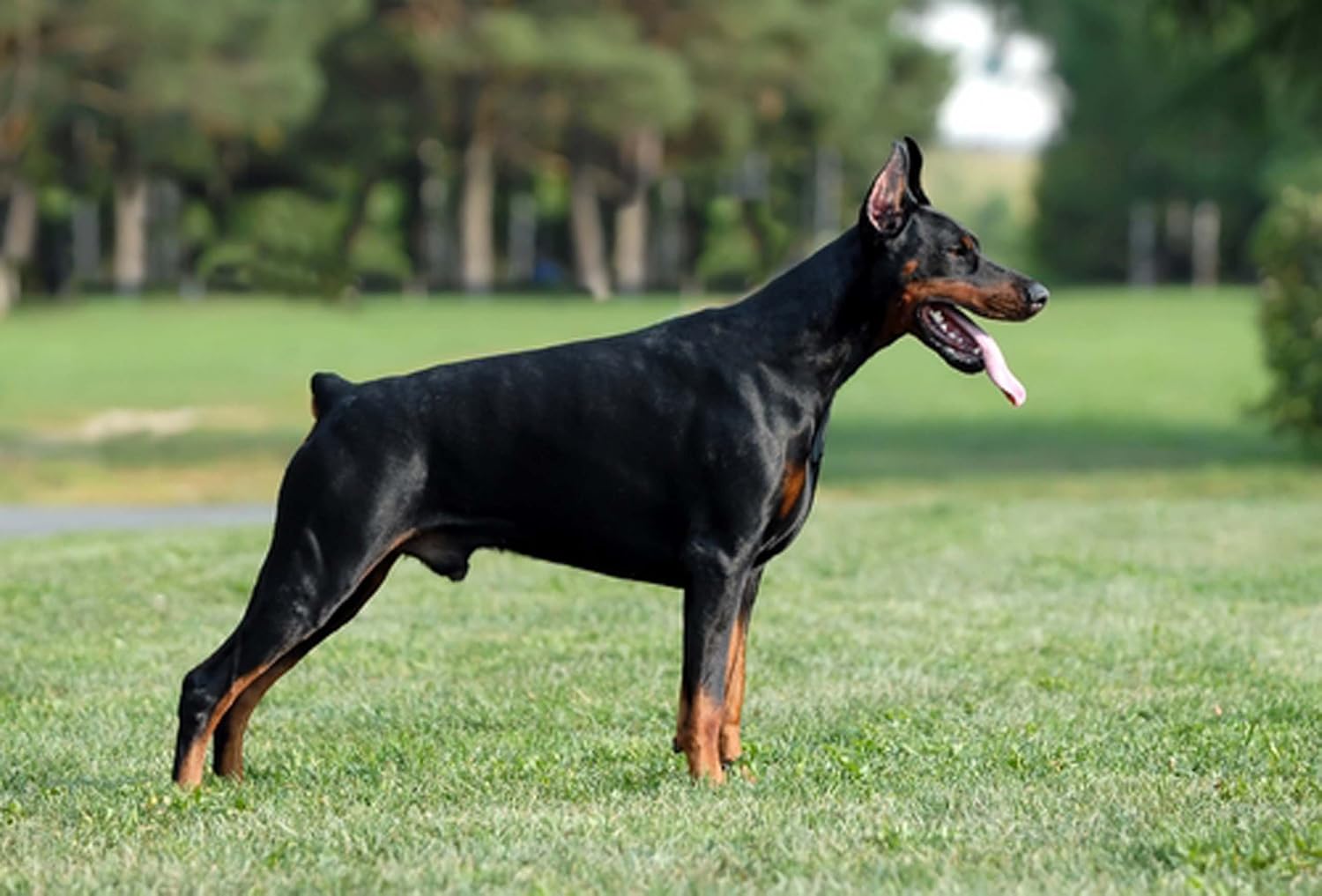 Dean and Tyler DT Freedom Bozal de Invierno, Tamaño N 5 – Doberman