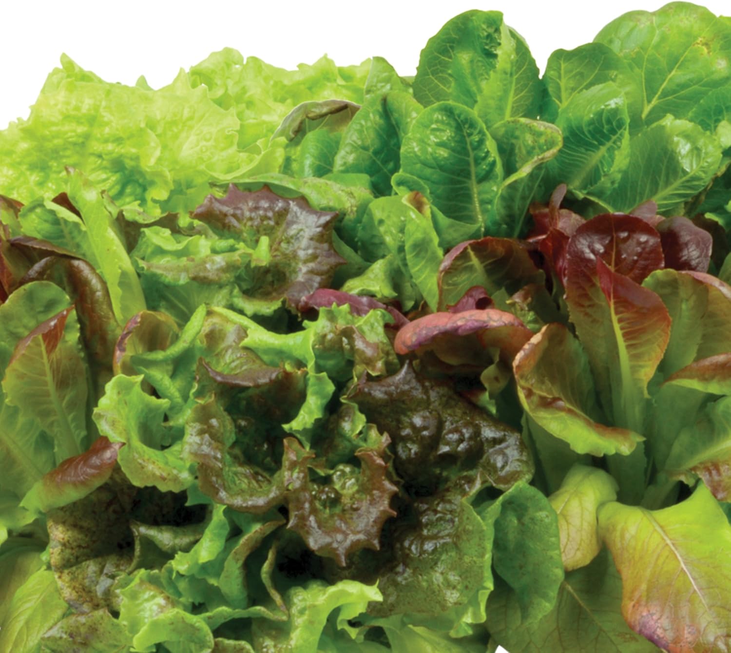 Miracle-Gro AeroGarden – Kit de semilla autóctonas en vainas de ensalada