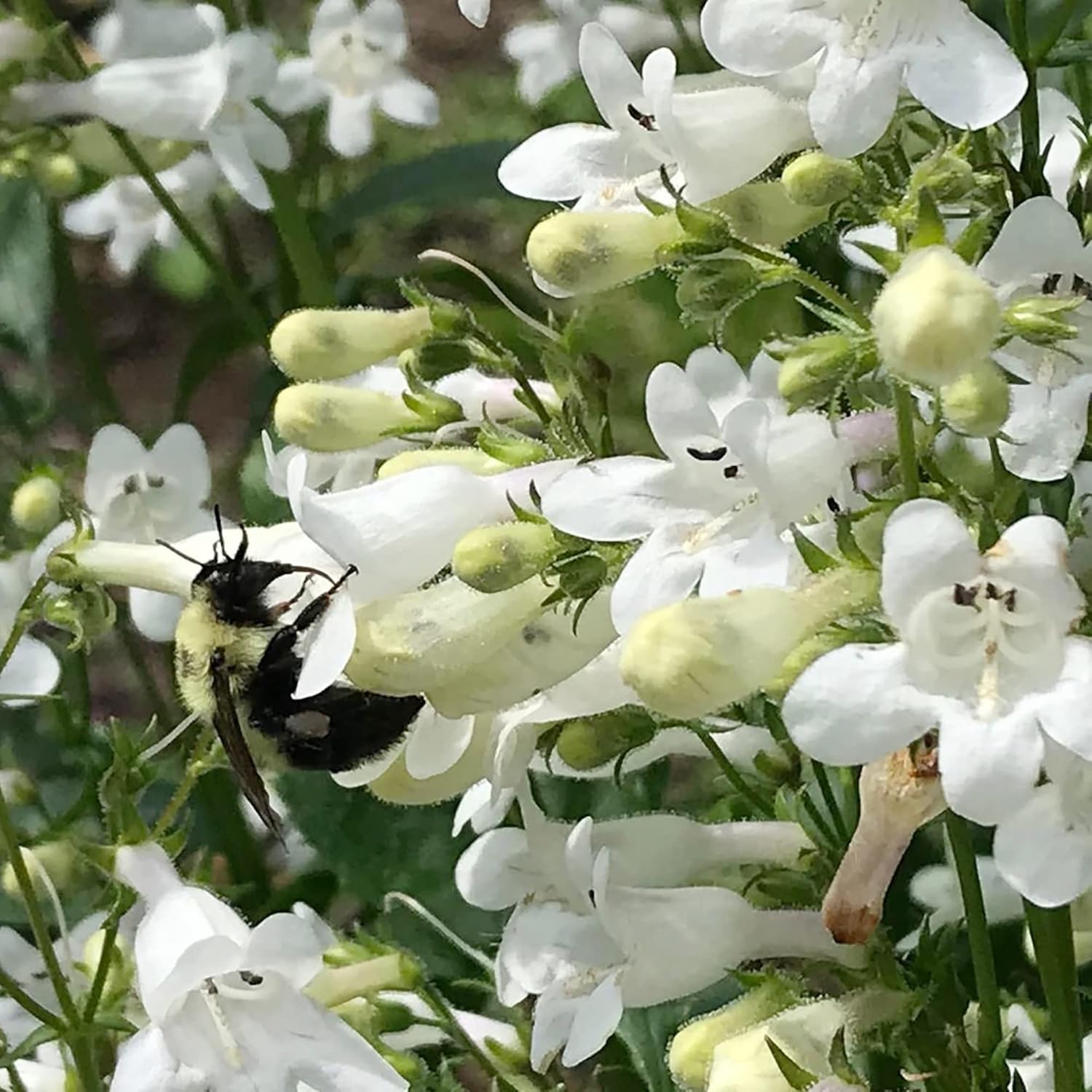 YEGAOL Garden – Semillas de lengua de barba de dedalera Penstemon Digitalis, flores de corte perenne, tolerantes a la sequía, resistentes a los