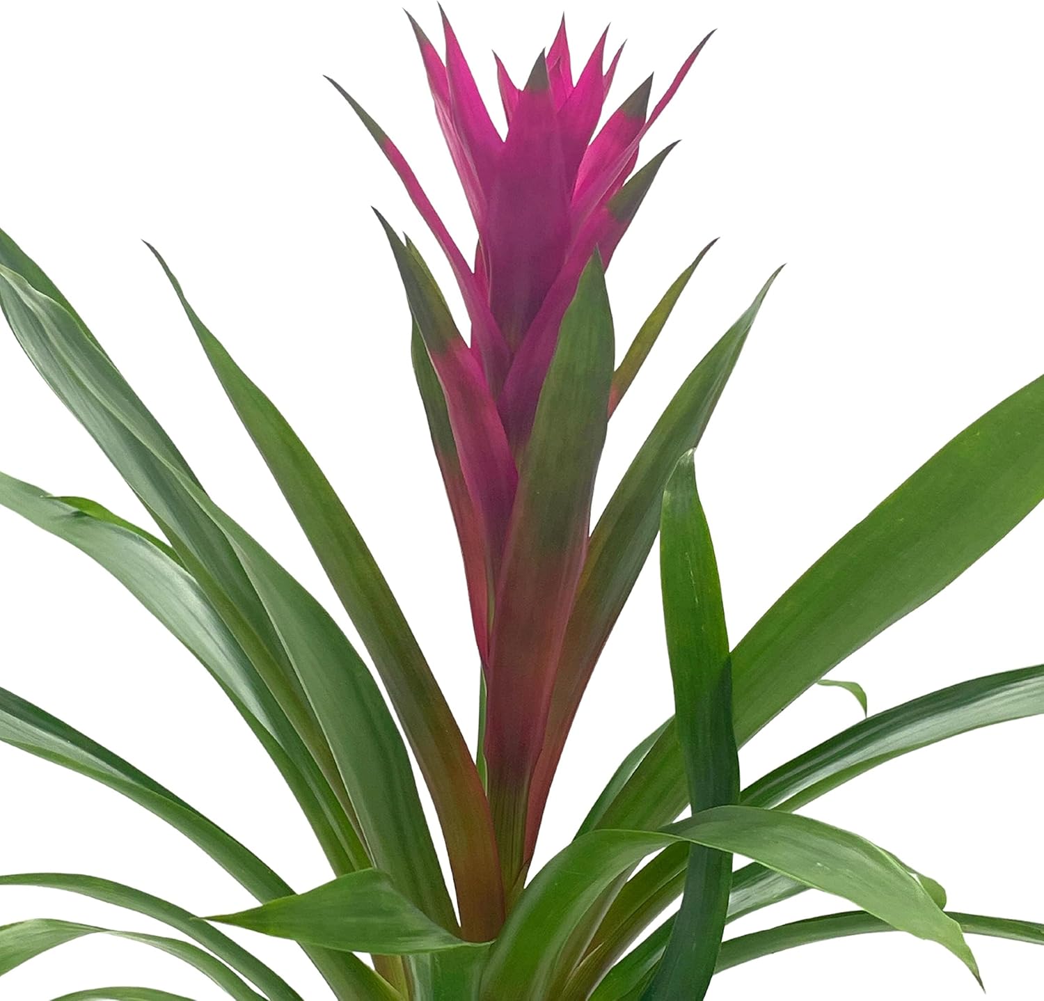 BubbleBlooms Bromelia púrpura en maceta de 4 pulgadas Guzmania monostachia West Indian Tufted Airplant