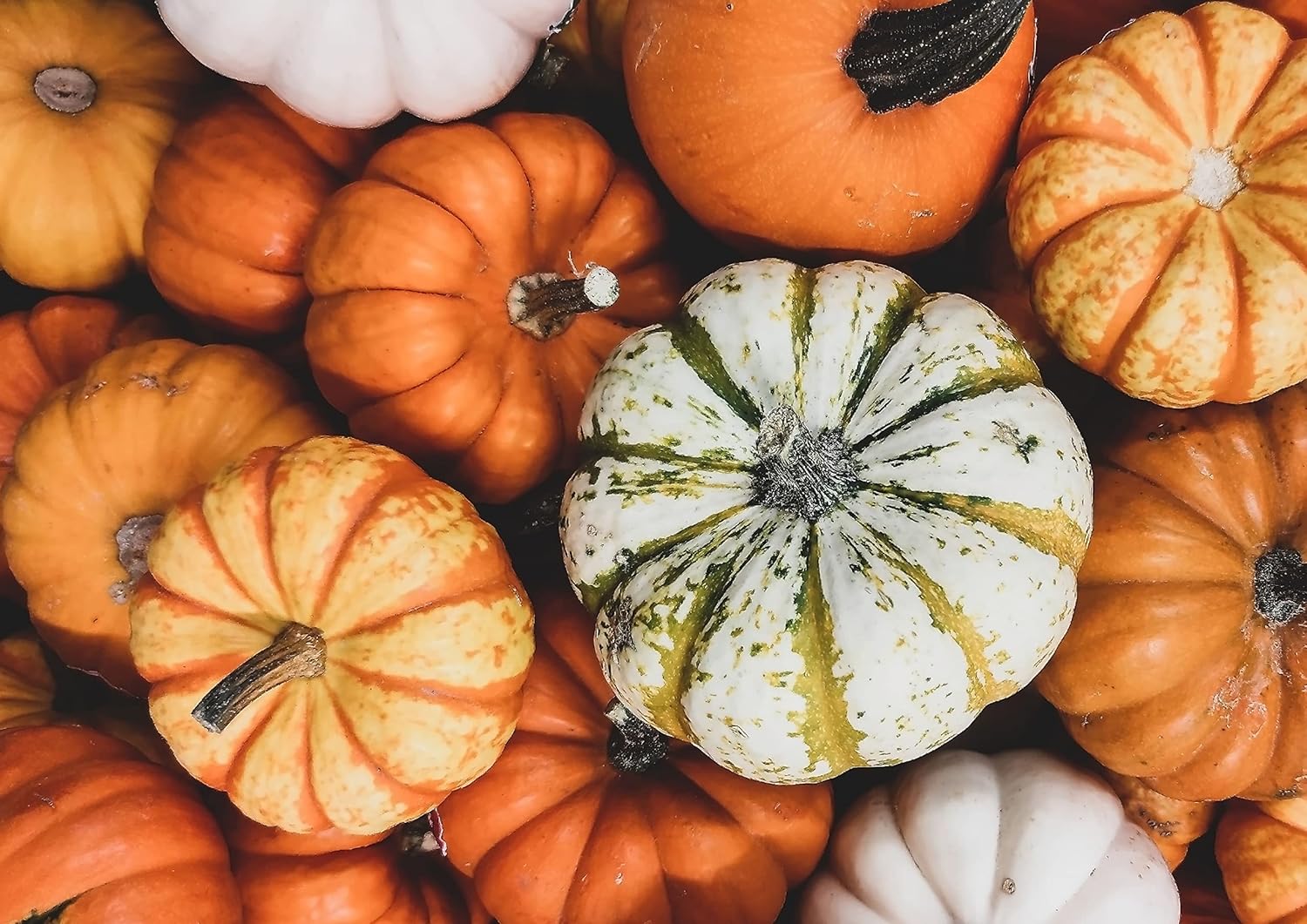 Semillas de pepitascalabaza orgánicas y convencionales por Food to Live