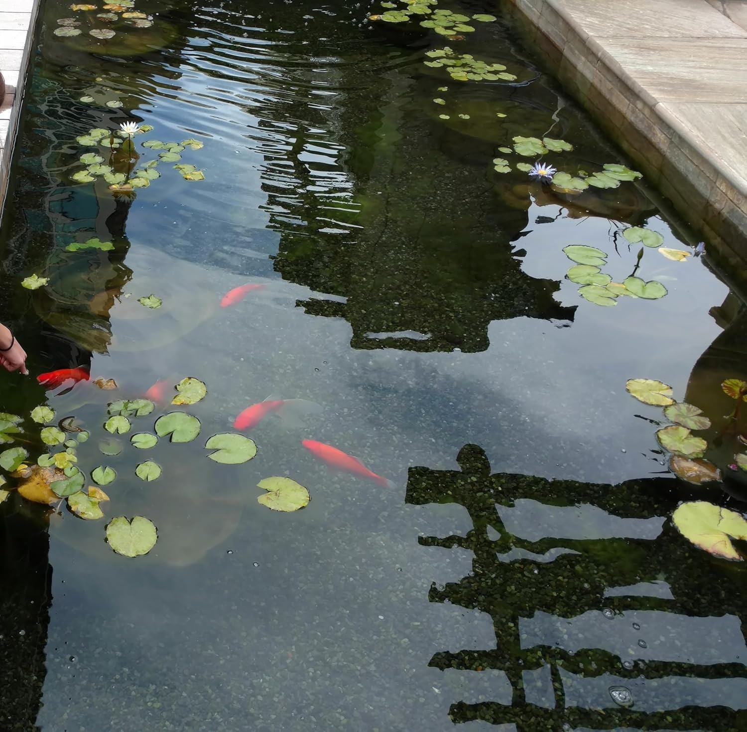 12’x 25′ Estanque Liner20-mil PVC negro para Koi estanques, Arroyos Fuentes y Jardines de agua