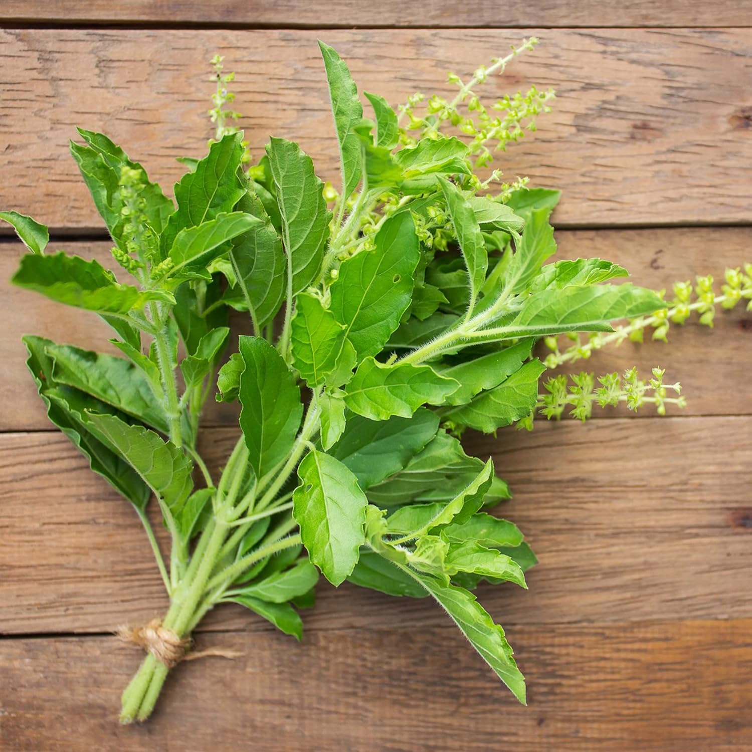 YEGAOL Garden – Semillas de albahaca sagrada Tulsi, Ocimum Tenuiflorum, hierbas aromáticas, beneficios para la salud, recipientes para jardín