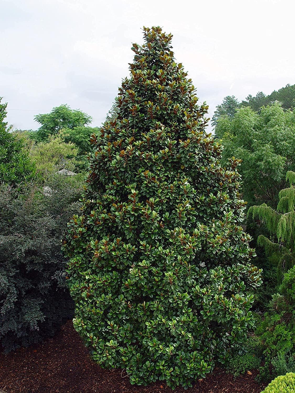 Southern Magnolia Grandiflora  10 árboles vivos  Hermosas flores fragantes de plantas de hoja perenne