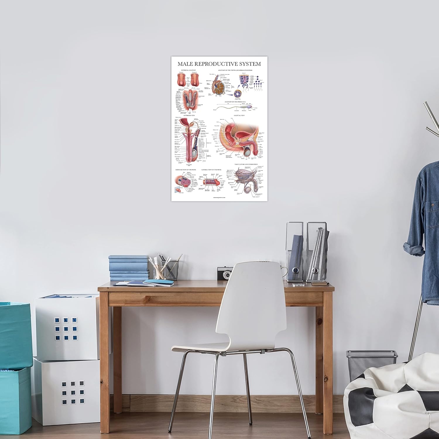 Palace Learning Cuadro anatómico del sistema reproductivo masculino laminado – Póster de anatomía masculina – 18″ x 24″