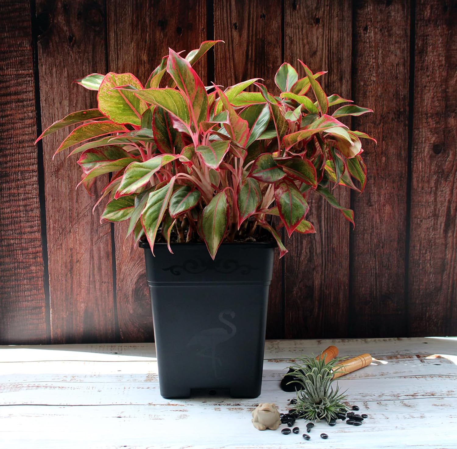 Macetas cuadradas de plástico de 2 galones para plantas de interior y exterior, paquete de 10 con agujeros de drenaje, color negro