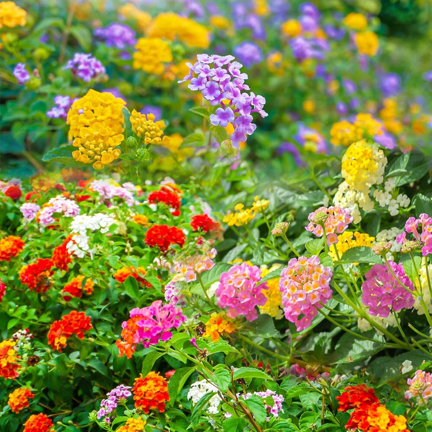 Más de 250 semillas perennes de Lantana coloridas para plantar al aire libre, semillas de flores de Lantana Camara