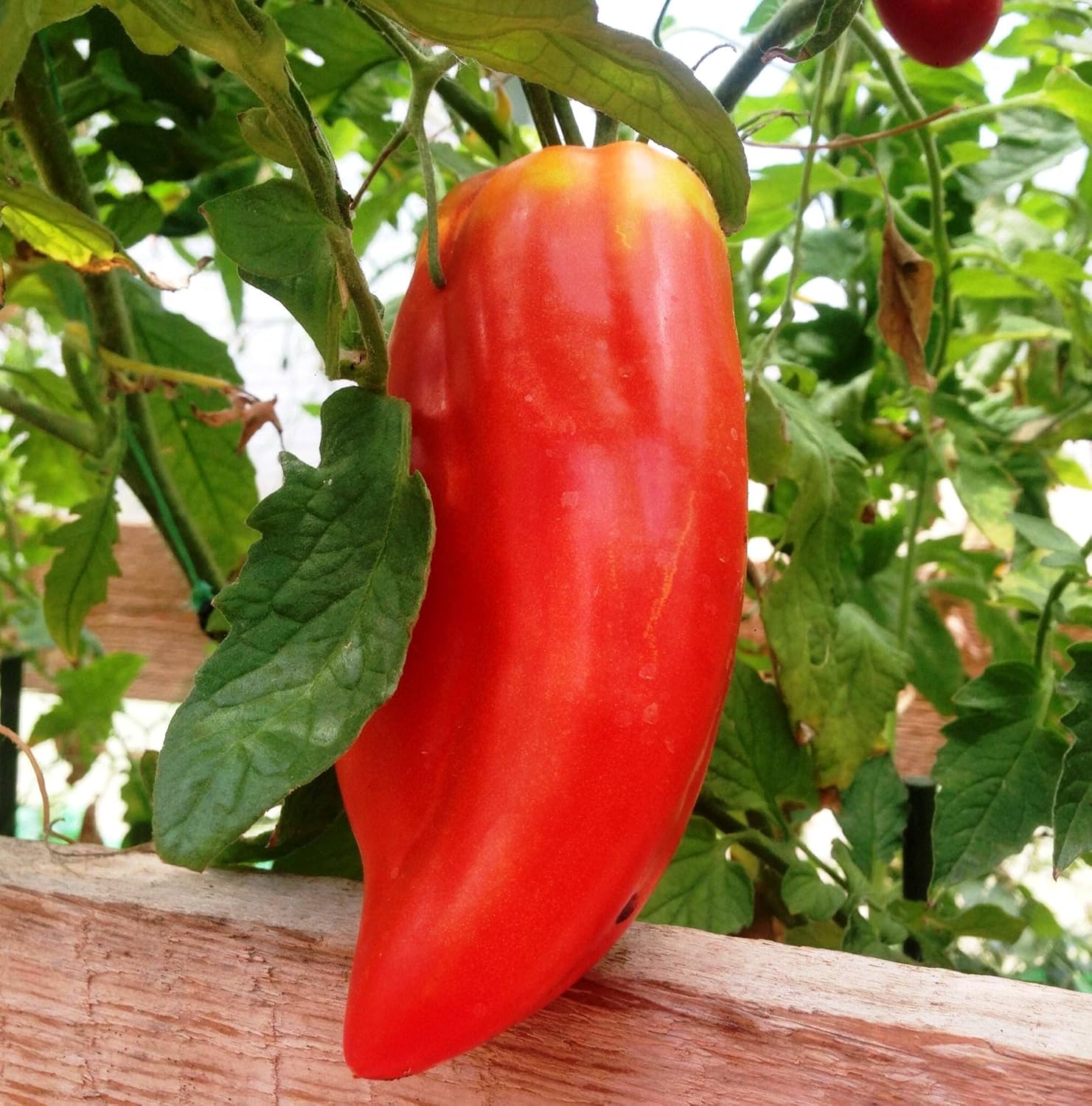 RAISE ME UP Semillas Tomate Pepper-Shaped Red Scarlet Mustang (Tiene Forma Como Pimienta) Heirloom Indeterminado No GMO