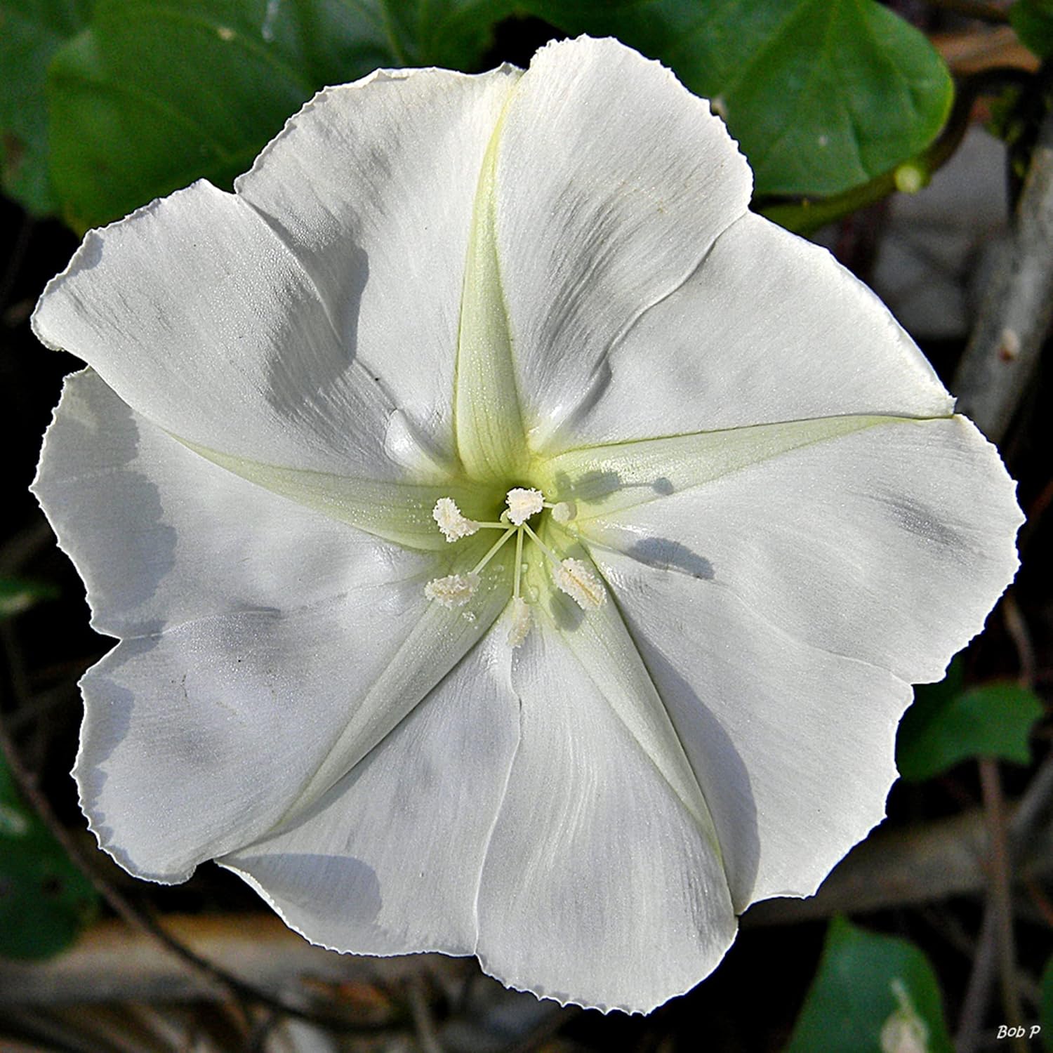 CHUXAY GARDEN Ipomoea Alba-Moonflower,Tropical White Morning-Glory,Moon Vine 30 semillas vistosa planta de acento