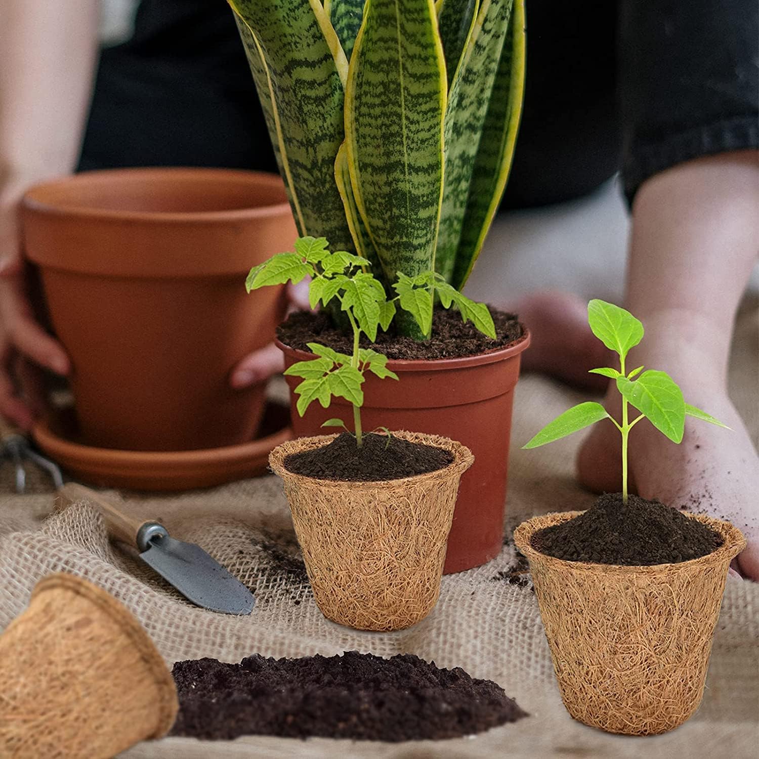 Halatool Paquete de 100 macetas de turba de coco para principiantes, macetas biodegradables para jardín, guardería, kits de germinación de semillas